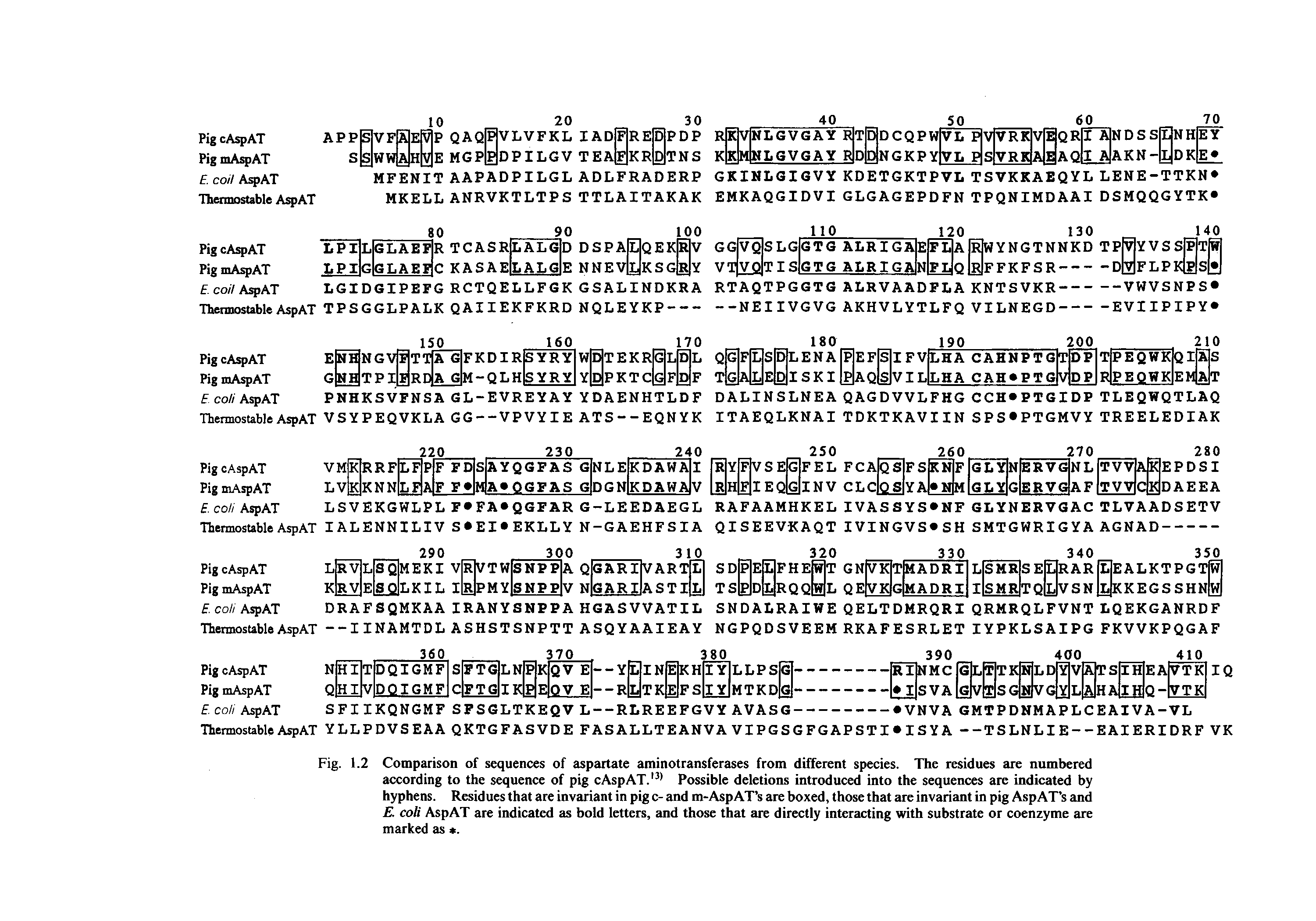Fig. 1.2 Comparison of sequences of aspartate aminotransferases from different species. The residues are numbered according to the sequence of pig cAspAT.13 Possible deletions introduced into the sequences are indicated by hyphens. Residues that are invariant in pig c- and m-AspAT s are boxed, those that are invariant in pig AspAT s and coli AspAT are indicated as bold letters, and those that are directly interacting with substrate or coenzyme are marked as. ...