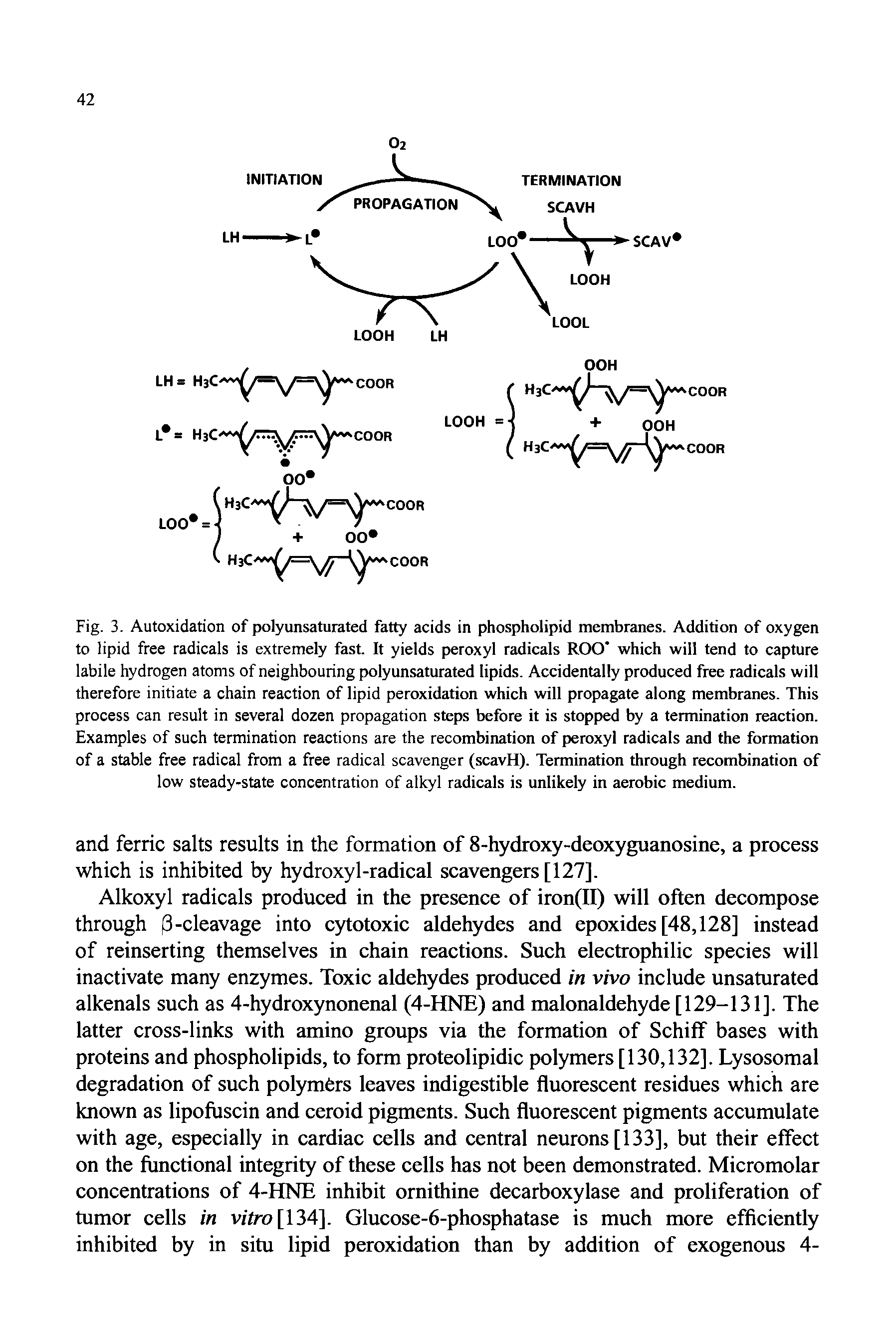 Fig. 3. Autoxidation of polyunsaturated fatty acids in phospholipid membranes. Addition of oxygen to lipid free radicals is extremely fast. It yields peroxyl radicals ROO which will tend to capture labile hydrogen atoms of neighbouring polyunsaturated lipids. Accidentally produced free radicals will therefore initiate a chain reaction of lipid peroxidation which will propagate along membranes. This process can result in several dozen propagation steps before it is stopped by a termination reaction. Examples of such termination reactions are the recombination of peroxyl radicals and the formation of a stable free radical from a free radical scavenger (scavH). Termination through recombination of low steady-state concentration of alkyl radicals is unlikely in aerobic medium.