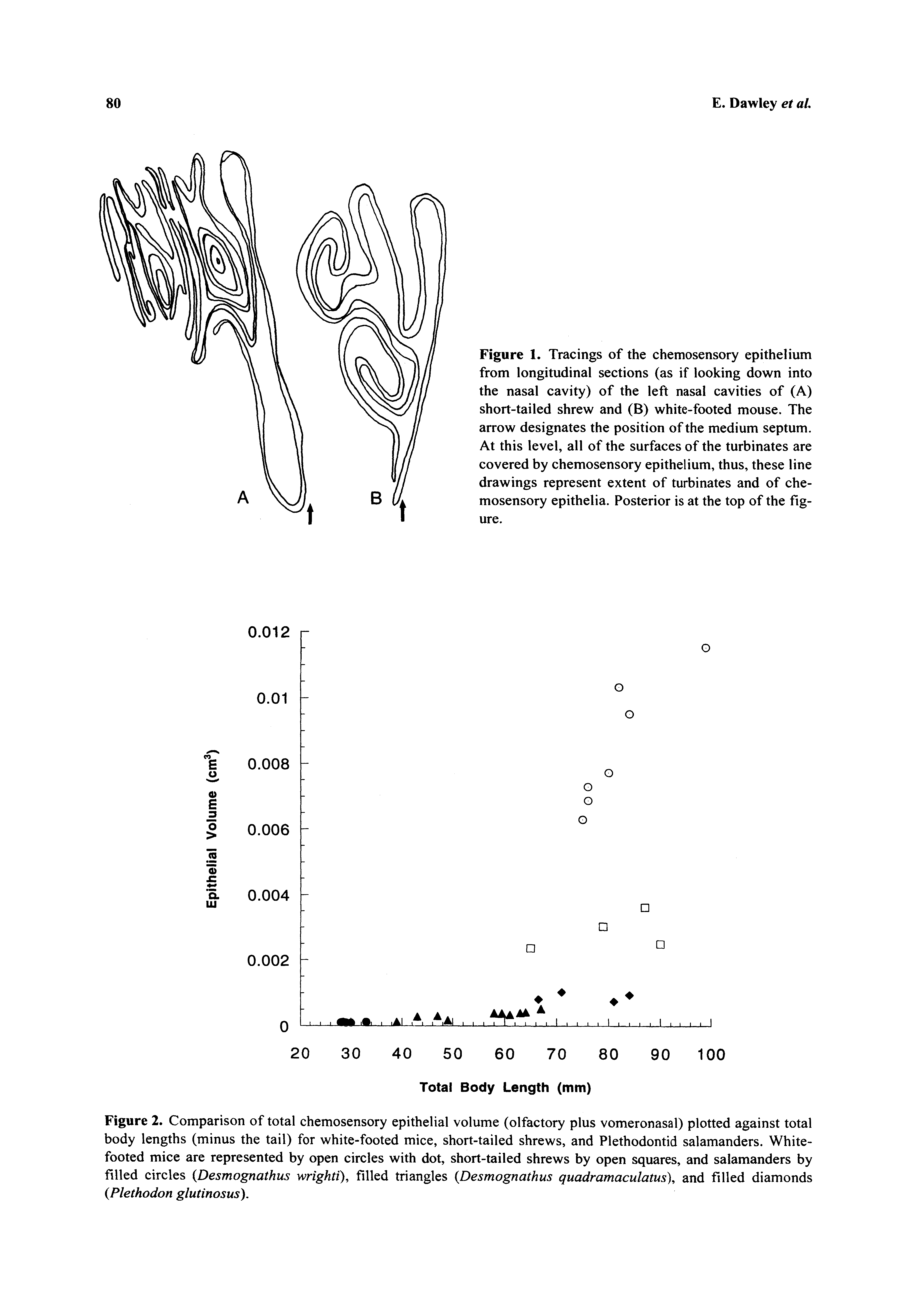 Figure 2. Comparison of total chemosensory epithelial volume (olfactory plus vomeronasal) plotted against total body lengths (minus the tail) for white-footed mice, short-tailed shrews, and Plethodontid salamanders. Whitefooted mice are represented by open circles with dot, short-tailed shrews by open squares, and salamanders by filled circles Desmognathns wrighti), filled triangles Desmognathus quadramaculatus), and filled diamonds Plethodon glutinosus).