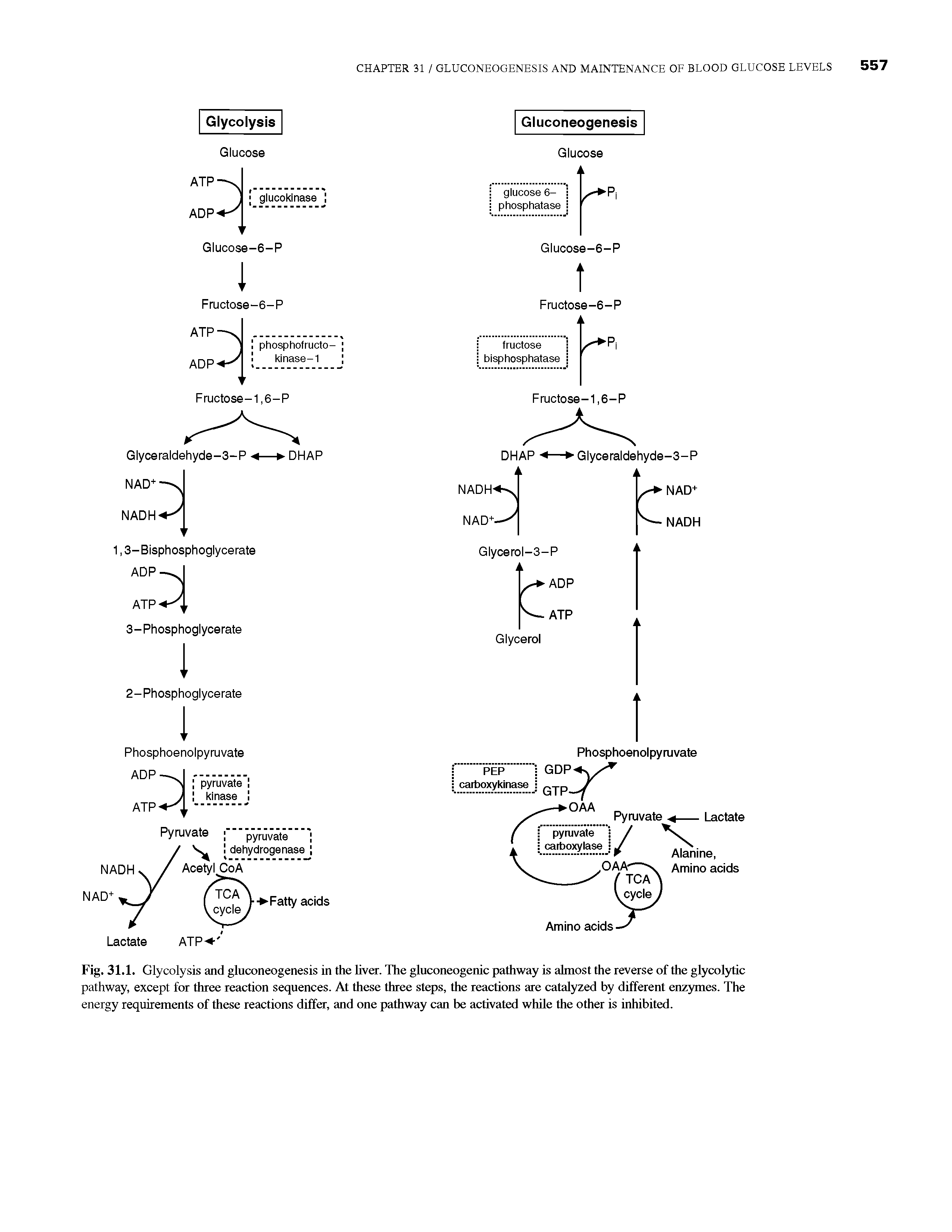 Fig. 31.1. Glycolysis and gluconeogenesis in the hver. The gluconeogenic pathway is almost the reverse of the glycolyrtic pathway, except for three reaction sequences. At these three steps, the reactions are catalyzed by different enzymes. The energy requirements of these reactions differ, and one pathway can be activated while the other is inhibited.