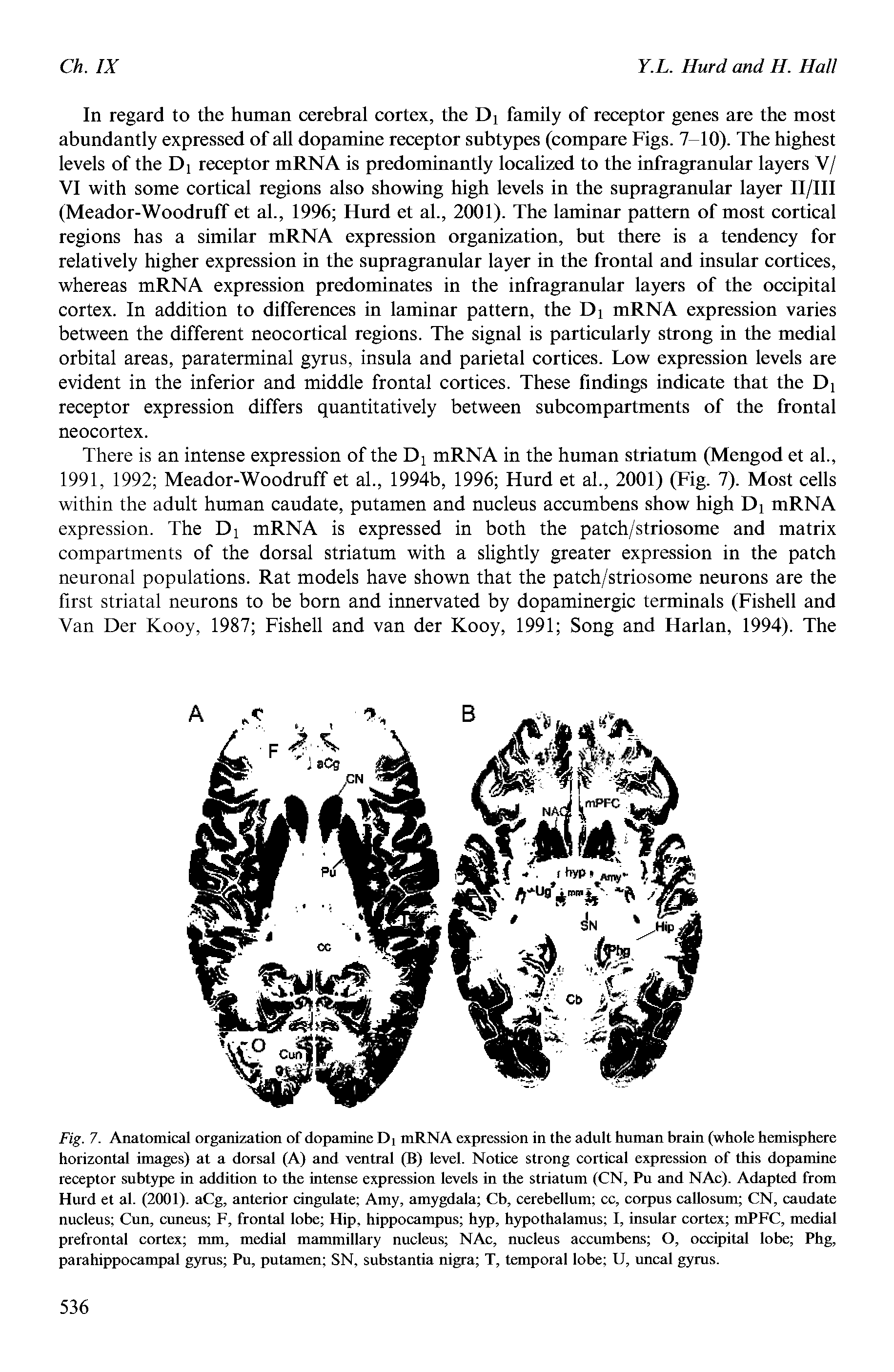 Fig. 7. Anatomical organization of dopamine Di mRNA expression in the adult human brain (whole hemisphere horizontal images) at a dorsal (A) and ventral (B) level. Notice strong cortical expression of this dopamine receptor subtype in addition to the intense expression levels in the striatum (CN, Pu and NAc). Adapted from Hurd et al. (2001). aCg, anterior cingulate Amy, amygdala Cb, cerebellum cc, corpus callosum CN, caudate nucleus Cun, cuneus F, frontal lobe Hip, hippocampus hyp, hypothalamus I, insular cortex mPFC, medial prefrontal cortex mm, medial mammillary nucleus NAc, nucleus accumbens O, occipital lobe Phg, parahippocampal gyrus Pu, putamen SN, substantia nigra T, temporal lobe U, uncal gyrus.