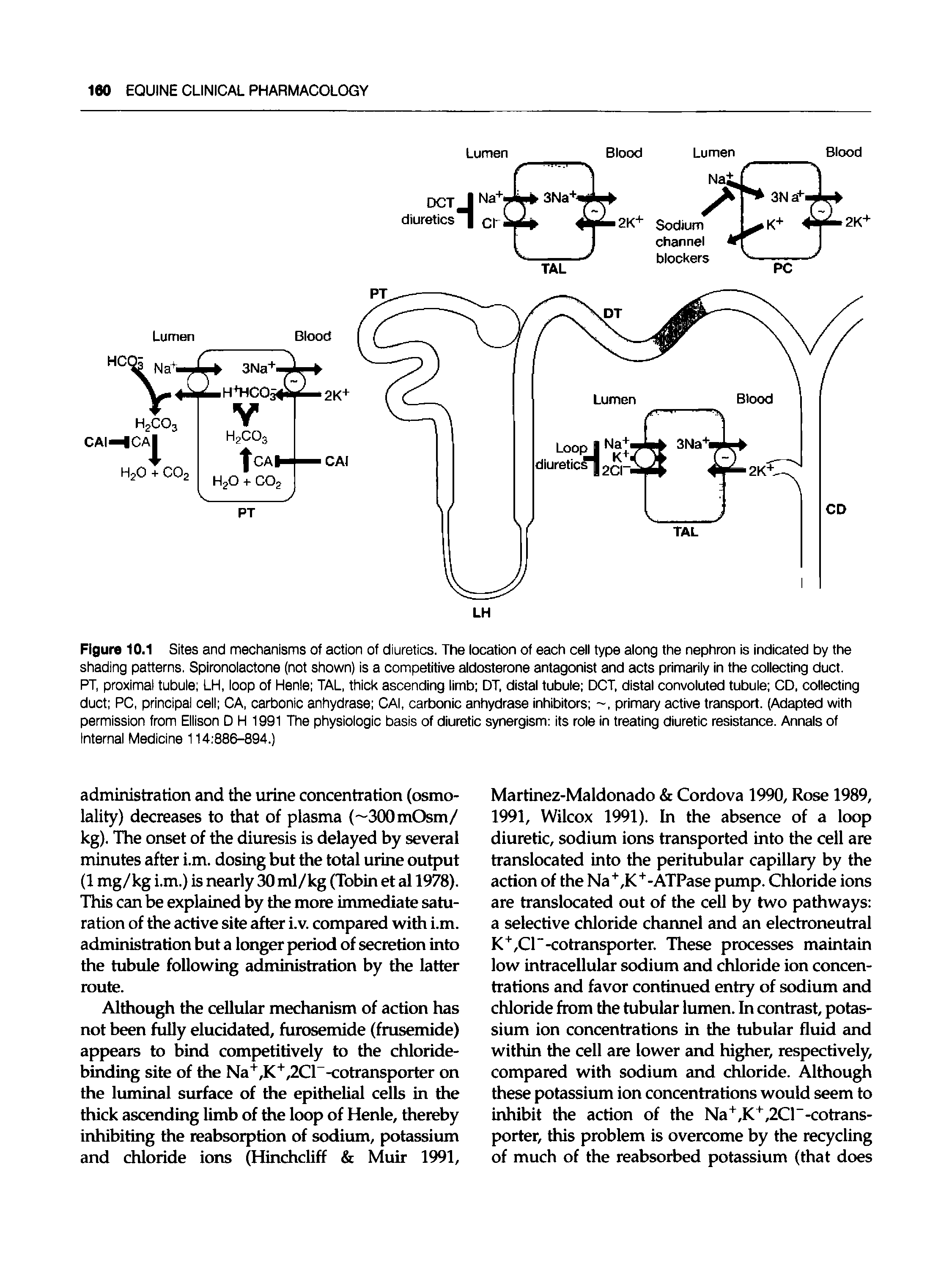 Figure 10.1 Sites and mechanisms of action of diuretics. The location of each cell type along the nephron is indicated by the shading patterns. Spironoiactone (not shown) is a competitive aldosterone antagonist and acts primarily in the collecting duct. PT, proximal tubule LH, loop of Henie TAL, thick ascending limb DT, distal tubule DCT, distal convoluted tubule CD, collecting duct PC, principal cell CA, carbonic anhydrase CAI, carbonic anhydrase inhibitors , primary active transport. (Adapted with permission from Ellison D H 1991 The physiologic basis of diuretic synergism its role in treating diuretic resistance. Annals of Internal Medicine 114 886-894.)...