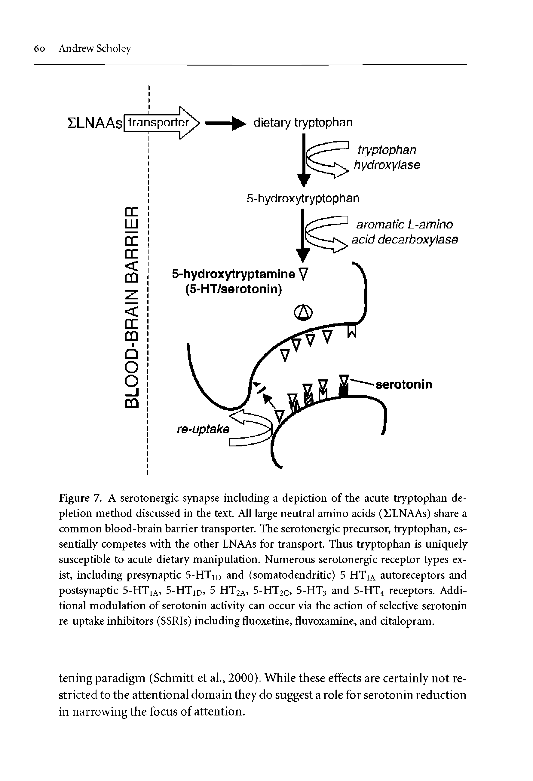 Figure 7. A serotonergic synapse including a depiction of the acute tryptophan depletion method discussed in the text. All large neutral amino acids (SLNAAs) share a common blood-brain barrier transporter. The serotonergic precursor, tryptophan, essentially competes with the other LNAAs for transport. Thus tryptophan is uniquely susceptible to acute dietary manipulation. Numerous serotonergic receptor types exist, including presynaptic S-HTm and (somatodendritic) 5-HTia autoreceptors and postsynaptic 5-HTia, 5-HTid, 5-HT2a 5-HT2c 5-HT3 and 5-HT4 receptors. Additional modulation of serotonin activity can occur via the action of selective serotonin re-uptake inhibitors (SSRls) including fluoxetine, fluvoxamine, and citalopram.