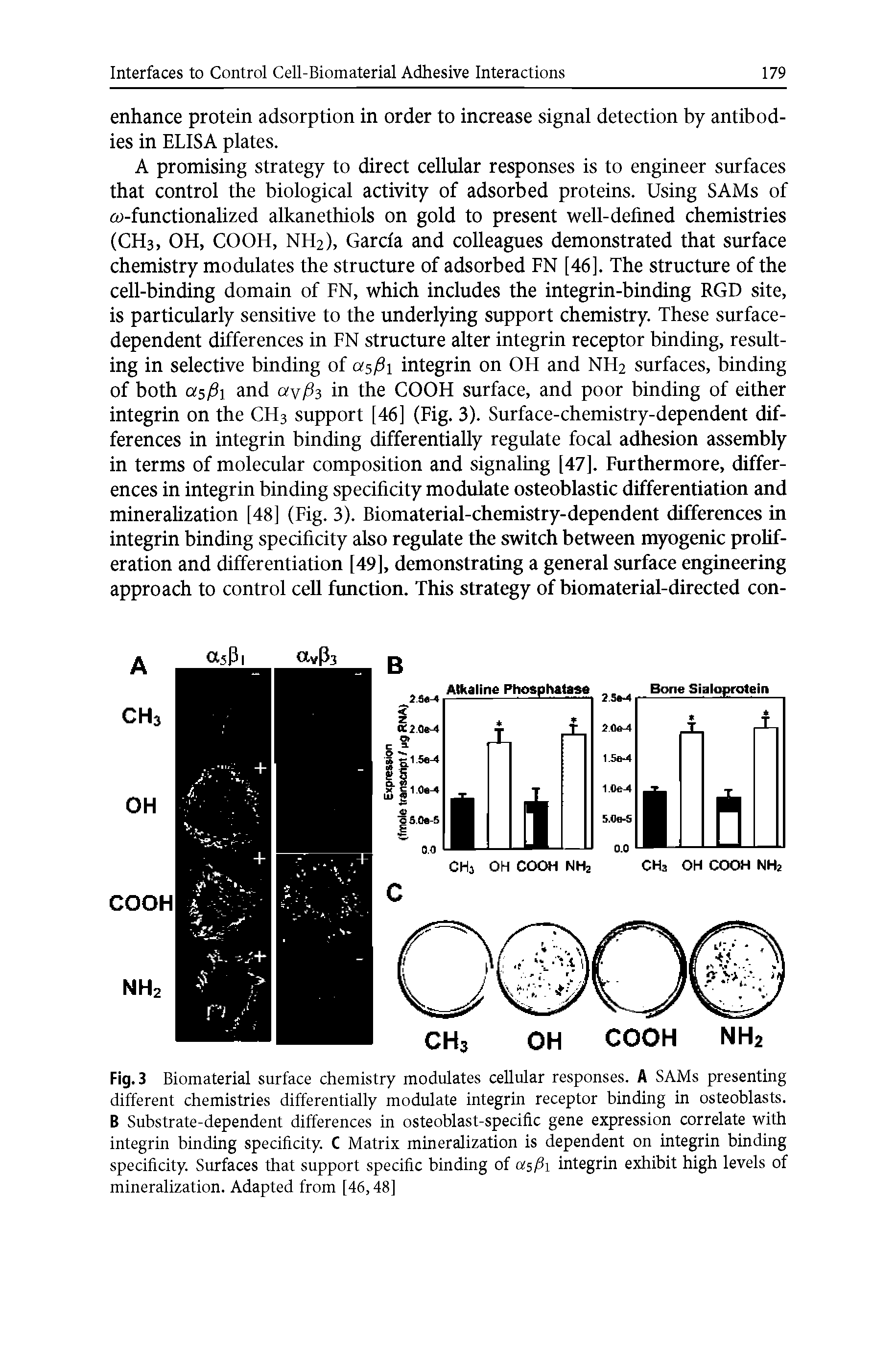 Fig. 3 Biomaterial surface chemistry modulates cellular responses. A SAMs presenting different chemistries differentially modulate integrin receptor binding in osteoblasts. B Substrate-dependent differences in osteoblast-specific gene expression correlate with integrin binding specificity. C Matrix mineralization is dependent on integrin binding specificity. Surfaces that support specific binding of asfii integrin exhibit high levels of mineralization. Adapted from [46,48]...