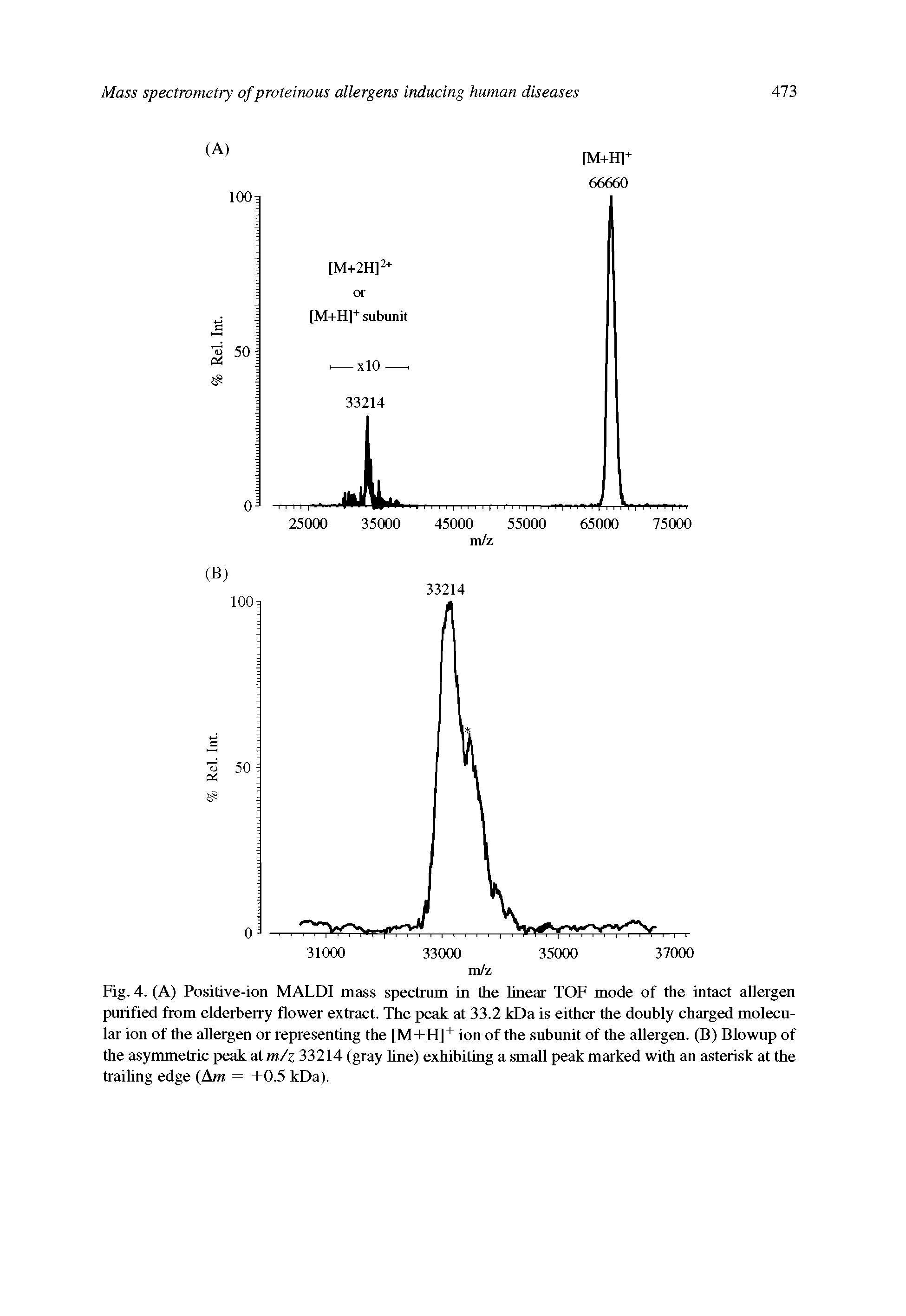 Fig. 4. (A) Positive-ion MALDI mass spectrum in the linear TOF mode of the intact allergen purified from elderberry flower extract. The peak at 33.2 kDa is either the doubly charged molecular ion of the allergen or representing the [M+H] ion of the subunit of the allergen. (B) Blowup of the asymmetric peak at m/z 33214 (gray hue) exhibiting a small peak marked with an asterisk at the trailing edge (Am = +0.5 kDa).