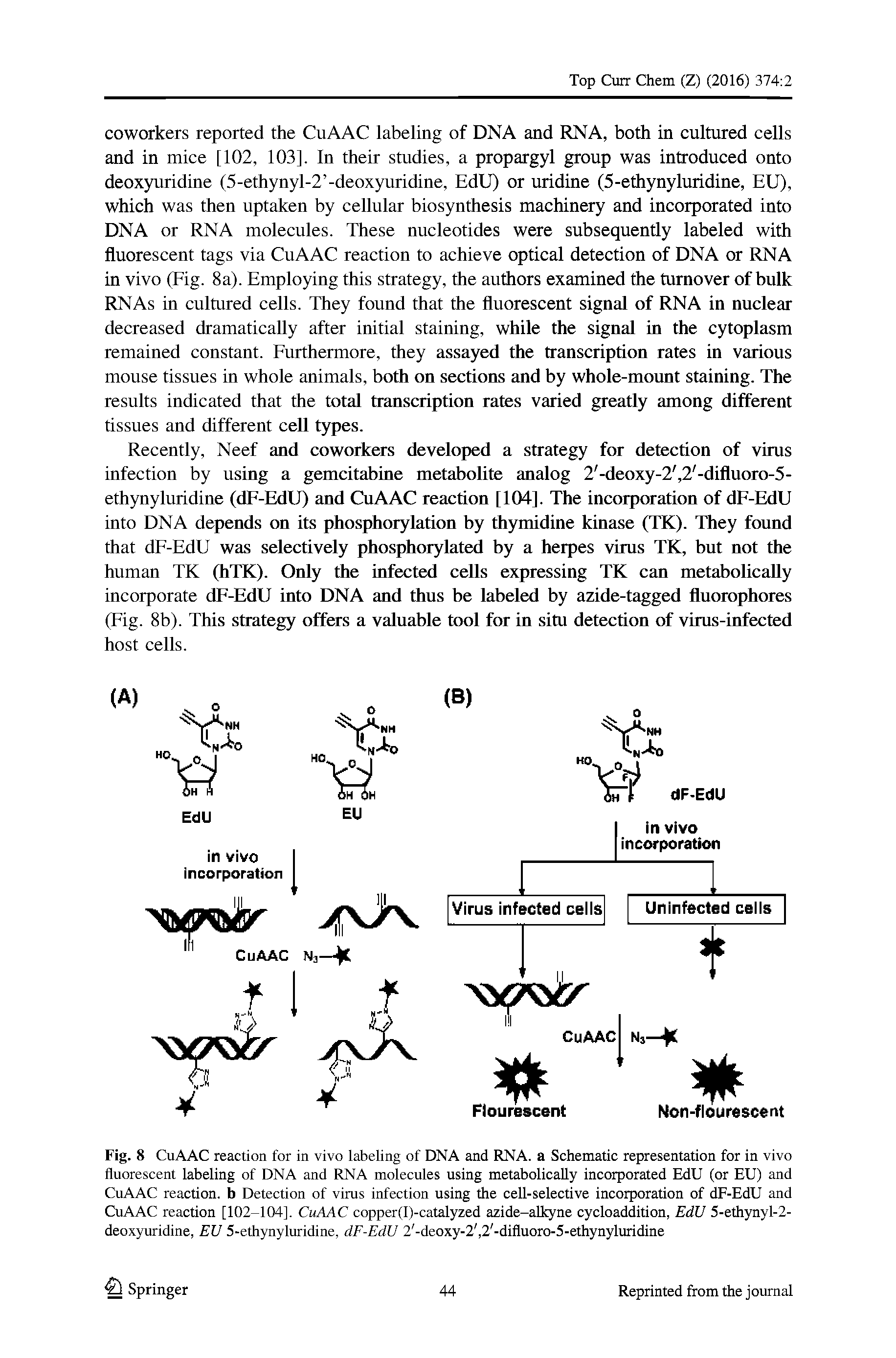 Fig. 8 CuAAC reaction for in vivo labeling of DNA and RNA. a Schematic representation for in vivo fluorescent labeling of DNA and RNA molecules using metaboUcally incorporated EdU (or EU) and CuAAC reaction, b Detection of vims infection using the ceU-selective incorporation of dF-EdU and CuAAC reaction [102-104]. CuAAC copper(I)-catalyzed azide-aUcyne cycloaddition, EdU 5-ethynyl-2-deoxyuridine, EU 5-ethynyluridine, dF-EdU 2 -deoxy-2, 2 -difluoro-5-ethynyluridine...