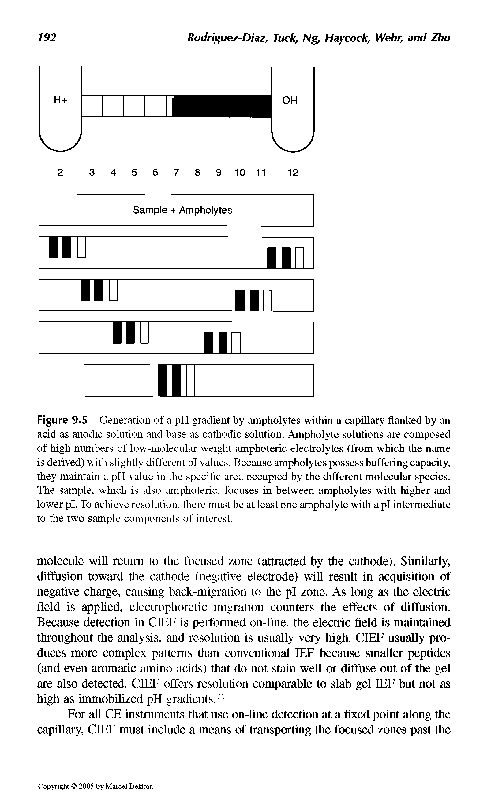 Figure 9.5 Generation of a pH gradient by ampholytes within a capillary flanked by an acid as anodic solution and base as cathodic solution. Ampholyte solutions are composed of high numbers of low-molecular weight amphoteric electrolytes (from which the name is derived) with slightly different pi values. Because ampholytes possess buffering capacity, they maintain a pH value in the specific area occupied by the different molecular species. The sample, which is also amphoteric, focuses in between ampholytes with higher and lower pi. To achieve resolution, there must be at least one ampholyte with a pi intermediate to the two sample components of interest.