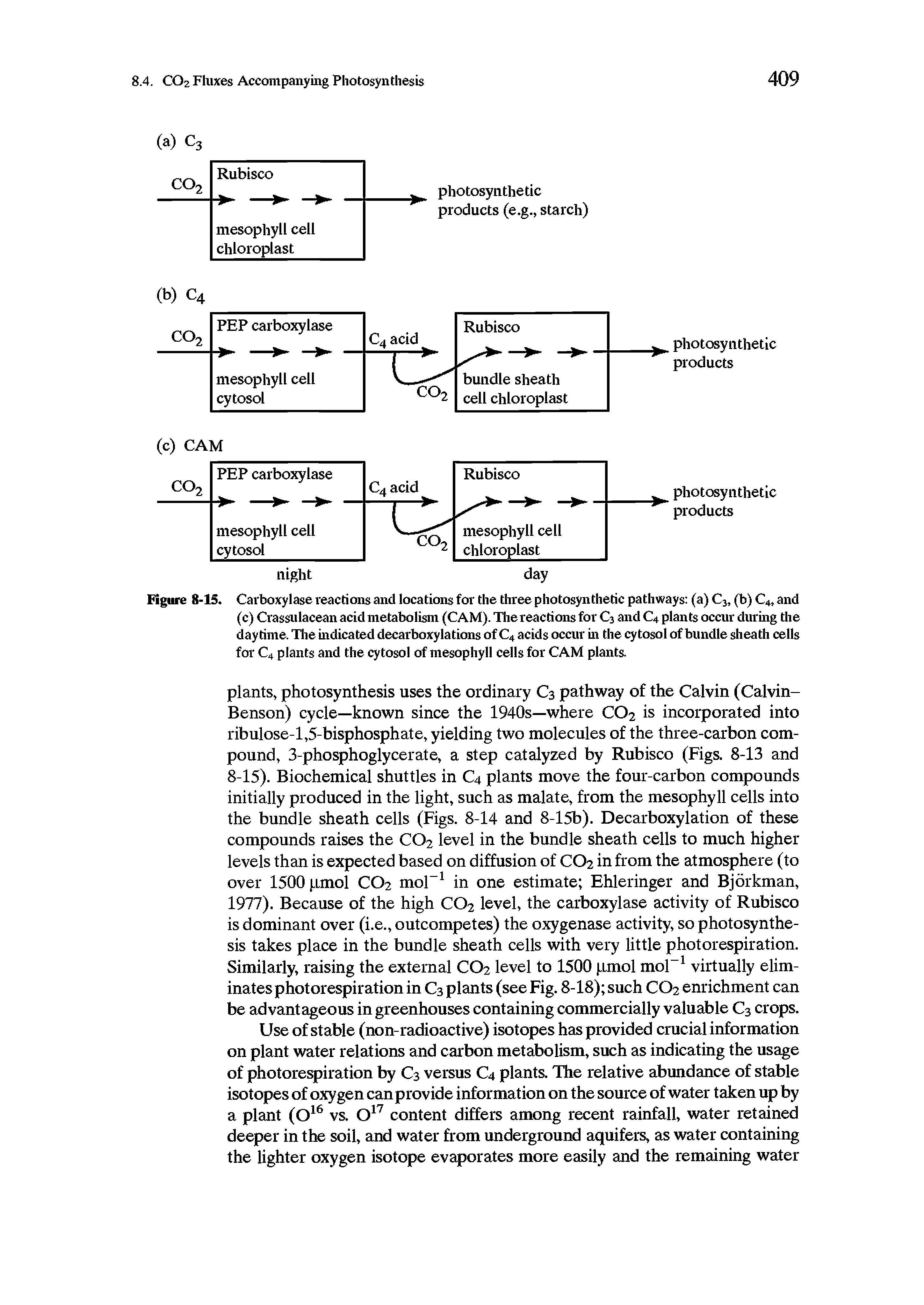 Figure 8-15. Carboxylase reactions and locations for the three photosynthetic pathways (a) C3, (b) C4, and (c) Crassulacean acid metabolism (CAM). The reactions for C3 and C4 plants occur during the daytime. The indicated decarboxylations of C4 acids occur in the cytosol of bundle sheath cells for C4 plants and the cytosol of mesophyll cells for CAM plants.