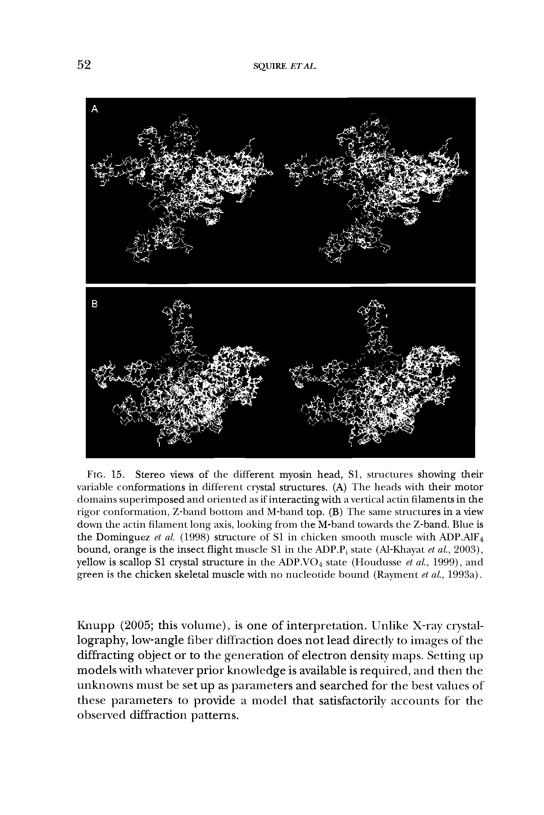 Fig. 15. Stereo views of the different myosin head, SI, structures showing their variable conformations in different crystal structures. (A) The heads with their motor domains superimposed and oriented as if interacting with a vertical actin filaments in the rigor conformation, Z-band bottom and M-band top. (B) The same structures in a view down the actin filament long axis, looking from the M-band towards the Z-band. Blue is the Dominguez et al. (1998) structure of SI in chicken smooth muscle with ADP.AIF4 bound, orange is the insect flight muscle SI in the ADP.Pj state (Al-Khayat et al., 2003), yellow is scallop SI crystal structure in the ADP.VO4 state (Houdusse et al., 1999), and green is the chicken skeletal muscle with no nucleotide bound (Rayment et al., 1993a).