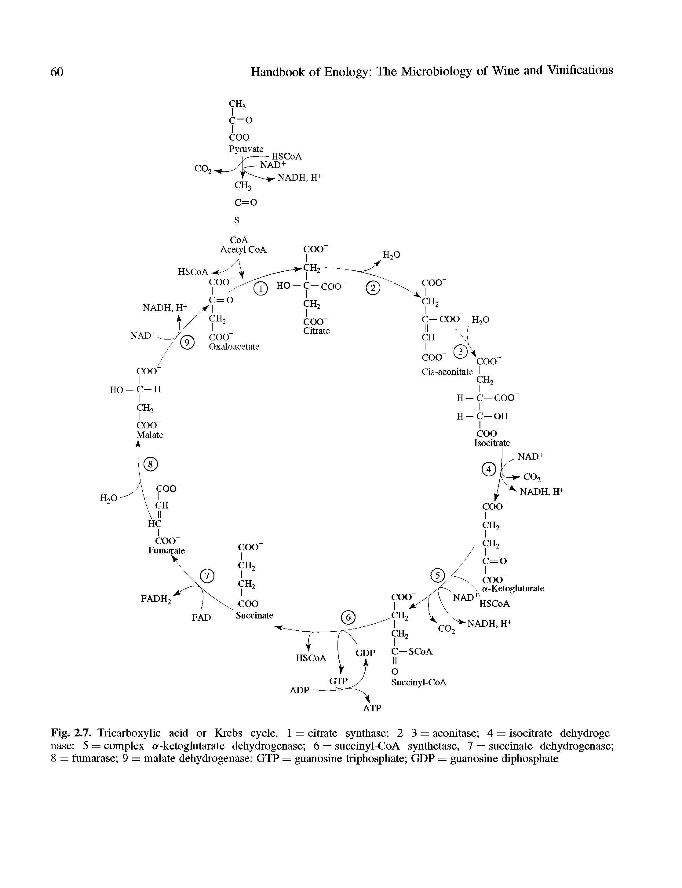 Fig. 2.7. Tricarboxylic acid or Krebs cycle. 1 = citrate synthase 2-3 = aconitase 4 = isocitrate dehydrogenase 5 = complex a-ketoglutarate dehydrogenase 6 = snccinyl-CoA synthetase, 7 = succinate dehydrogenase 8 = fumarase 9 = malate dehydrogenase GTP = guanosine triphosphate GDP = guanosine diphosphate...