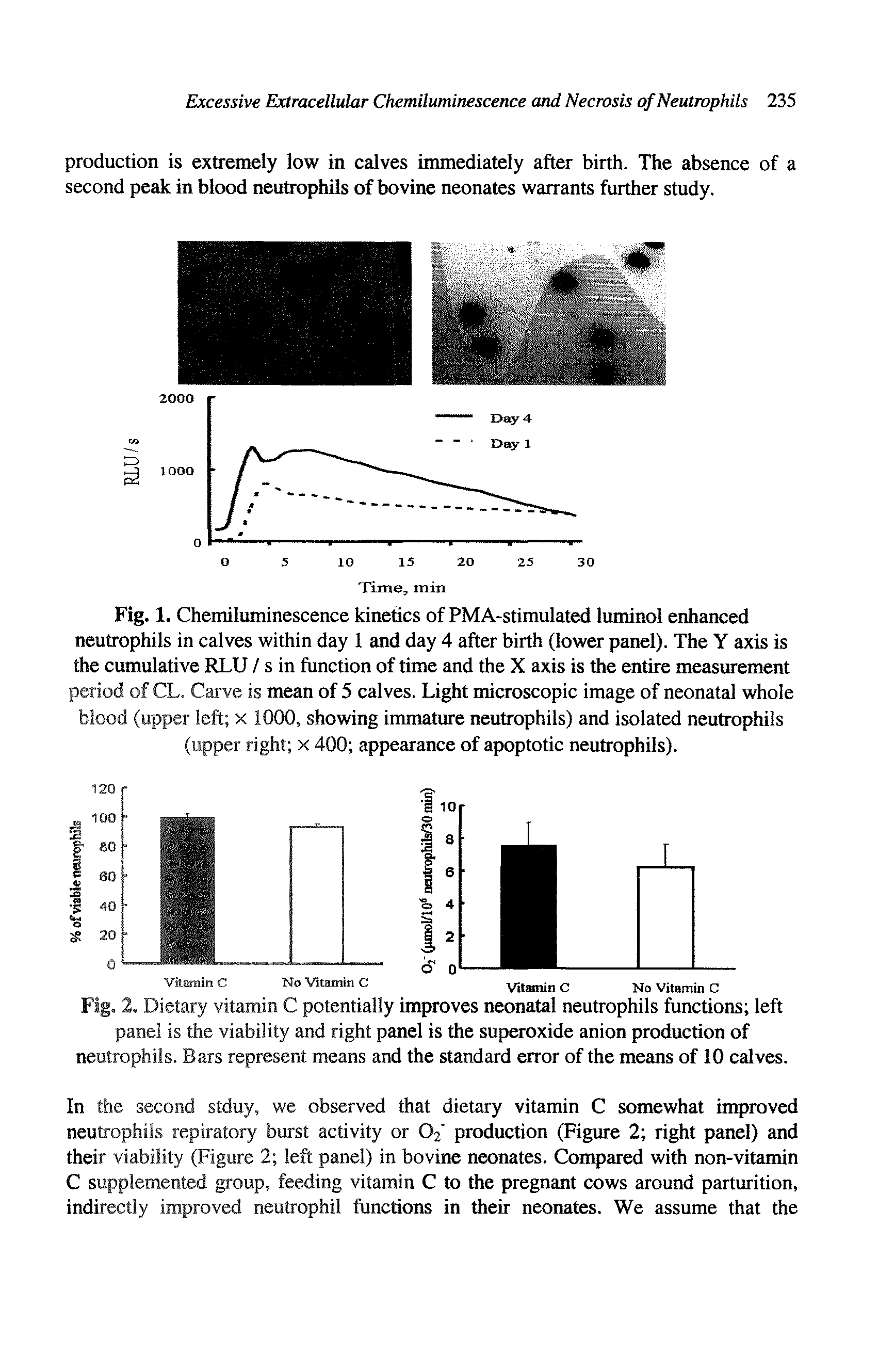 Fig. 1. Chemiluminescence kinetics of PMA-stimulated luminol enhanced neutrophils in calves within day 1 and day 4 after birth (lower panel). The Y axis is the cumulative RLU / s in function of time and the X axis is the entire measurement period of CL. Carve is mean of 5 calves. Light microscopic image of neonatal whole blood (upper left x 1000, showing immature neutrophils) and isolated neutrophils (upper right x 400 appearance of apoptotic neutrophils).