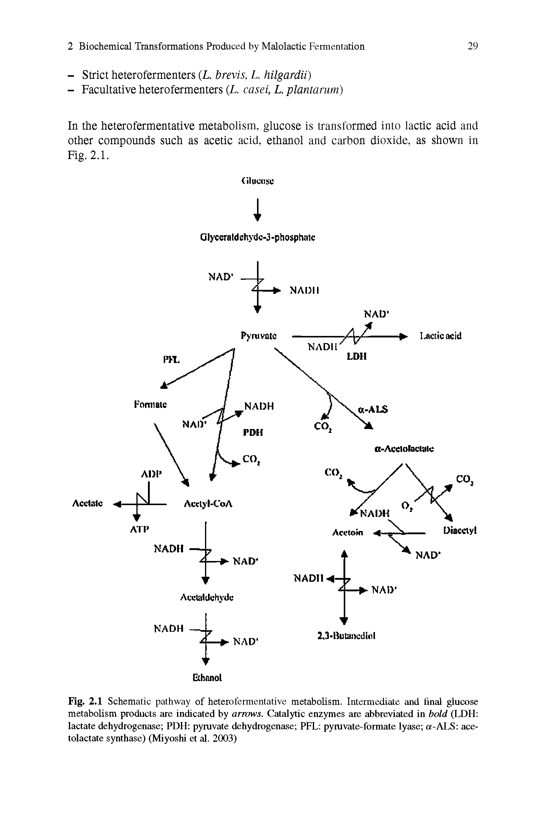 Fig. 2.1 Schematic pathway of heterofermentative metabolism. Intermediate and final glucose metabolism products are indicated by arrows. Catalytic enzymes are abbreviated in bold (LDH lactate dehydrogenase PDH pyruvate dehydrogenase PFL pyruvate-formate lyase a-ALS ace-tolactate synthase) (Miyoshi et al. 2003)...