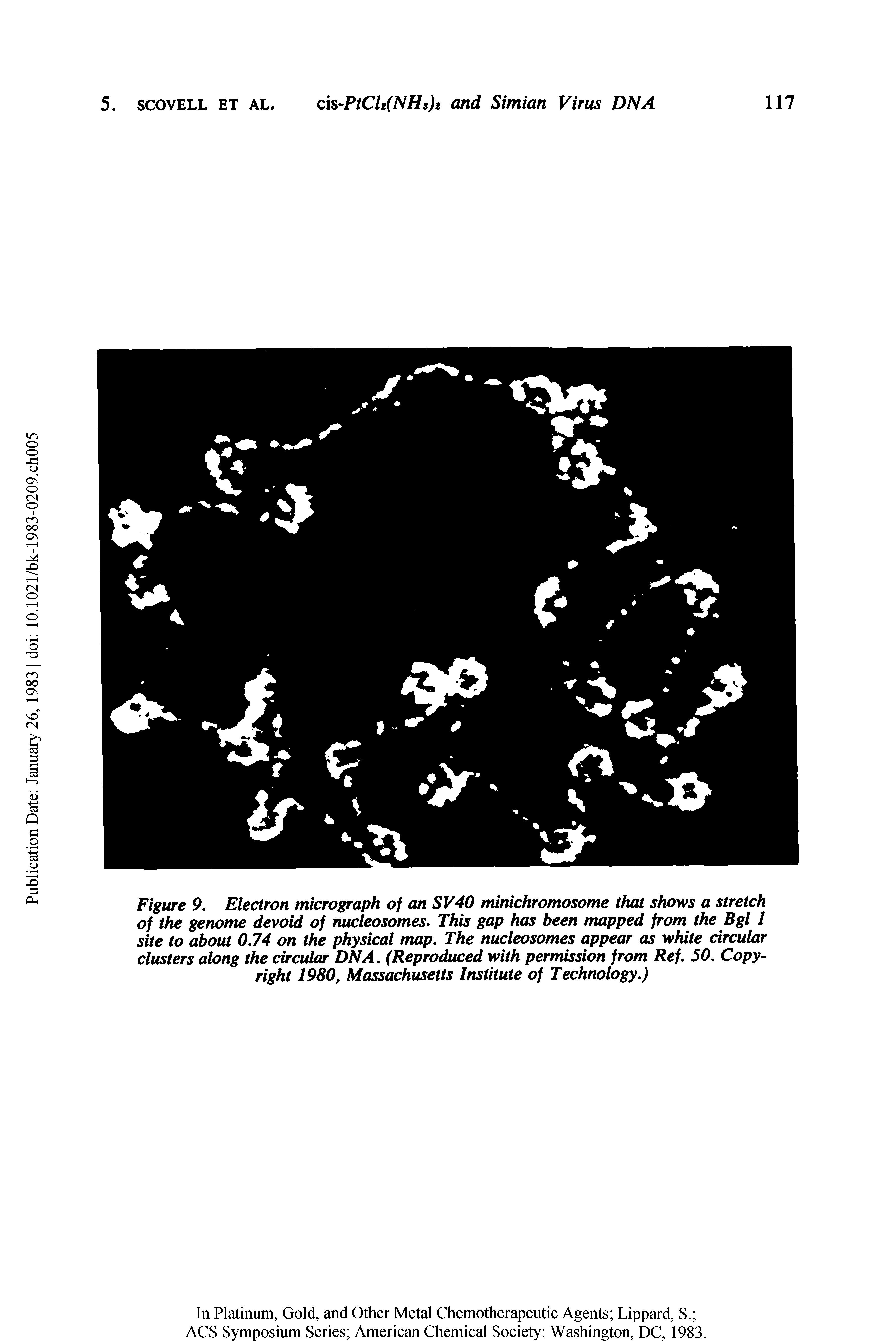 Figure 9. Electron micrograph of an SV40 minichromosome that shows a stretch of the genome devoid of nucleosomes. This gap has been mapped from the Bgl 1 site to about 0.74 on the physical map. The nucleosomes appear as white circular clusters along the circular DNA. (Reproduced with permission from Ref. 50. Copyright 1980, Massachusetts Institute of Technology.)...