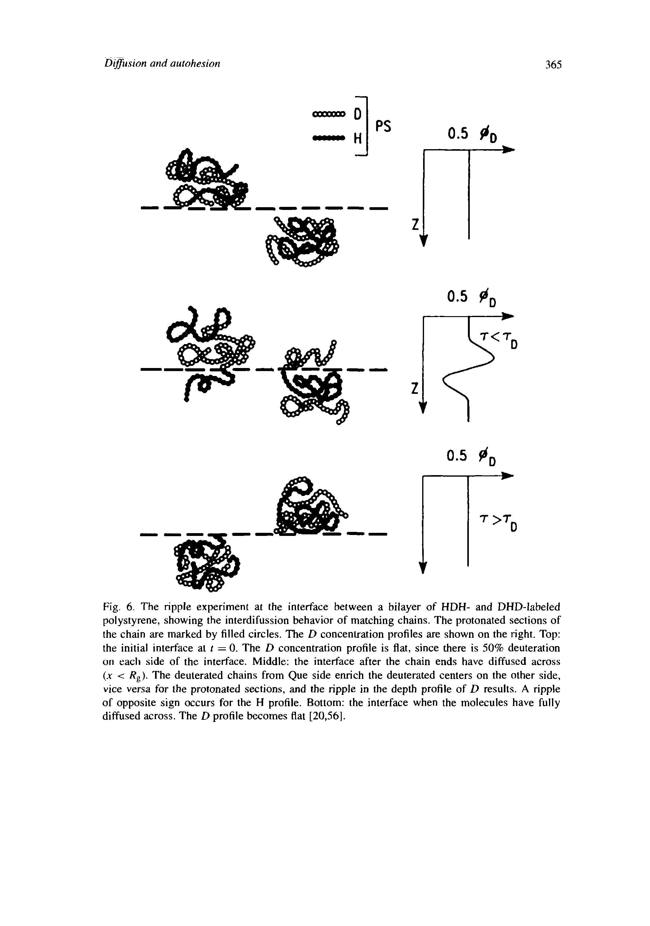 Fig. 6. The ripple experiment at the interface between a bilayer of HDH- and DHD-labeled polystyrene, showing the interdifussion behavior of matching chains. The protonated sections of the chain are marked by filled circles. The D concentration profiles are shown on the right. Top the initial interface at / = 0. The D concentration profile is flat, since there is 50% deuteration on each side of the interface. Middle the interface after the chain ends have diffused across (x < / g). The deuterated chains from Que side enrich the deuterated centers on the other side, vice ver.sa for the protonated sections, and the ripple in the depth profile of D results. A ripple of opposite sign occurs for the H profile. Bottom the interface when the molecules have fully diffused across. The D profile becomes flat [20,56].