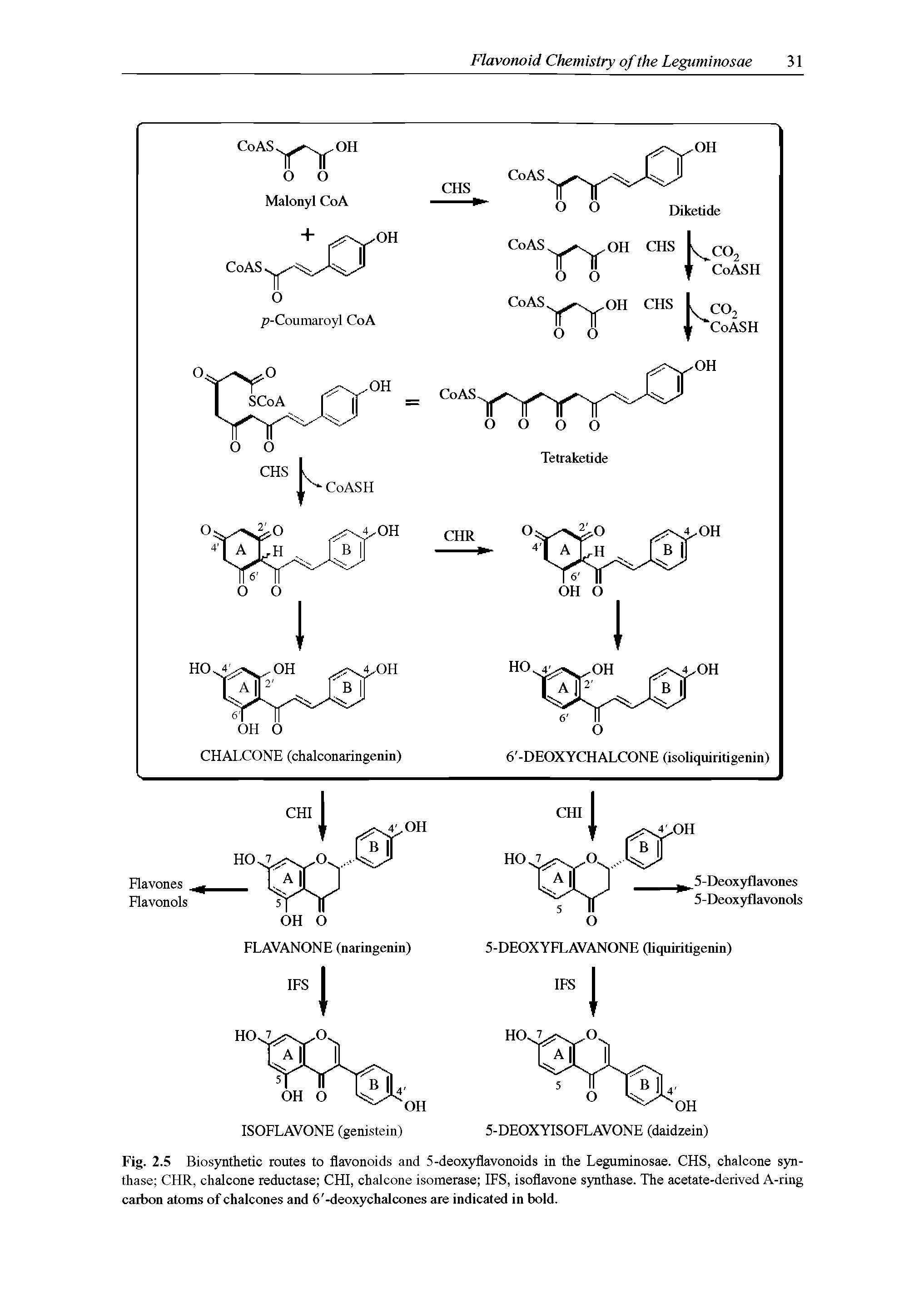 Fig. 2.5 Biosynthetic routes to flavonoids and 5-deoxyflavonoids in the Leguminosae. CHS, chalcone synthase CHR, chalcone reductase CHI, chalcone isomerase IFS, isoflavone synthase. The acetate-derived A-ring carbon atoms of chalcones and 6 -deoxychalcones are indicated in bold.