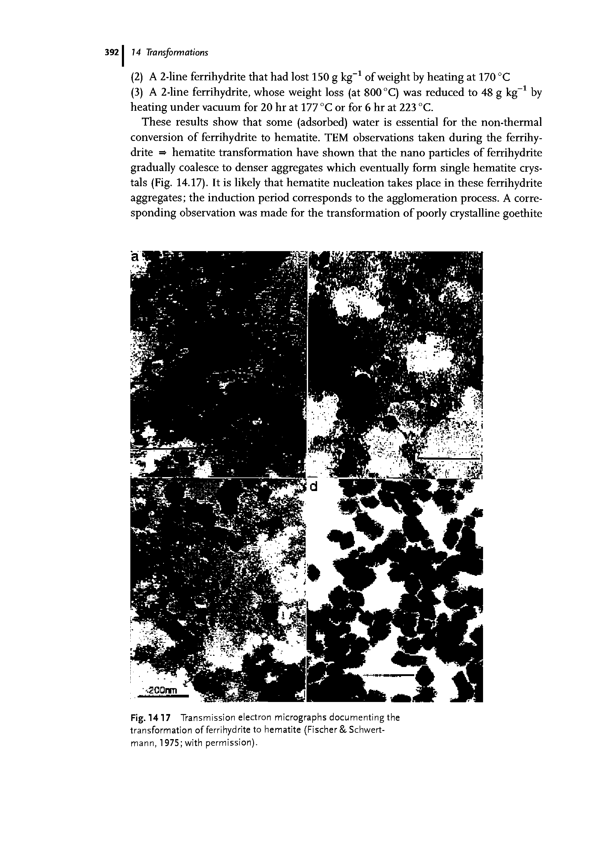Fig. 1417 Transmission electron micrographs documenting the transformation of ferrihydrite to hematite (Fischer. Schwert-mann, 1975 with permission).