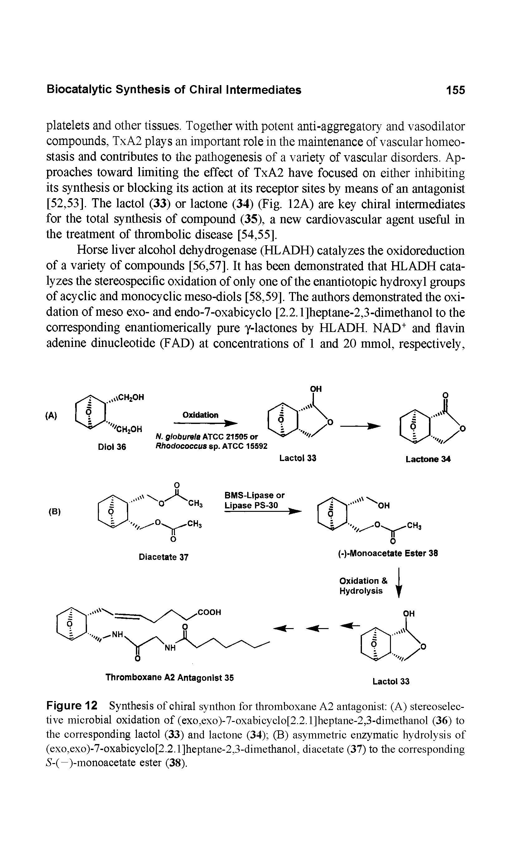 Figure 12 Synthesis of chiral synthon for thromboxane A2 antagonist (A) stereoselective microbial oxidation of (exo,exo)-7-oxabicyclo[2.2. l]heptane-2,3-dimethanol (36) to the corresponding lactol (33) and lactone (34) (B) asymmetric enzymatic hydrolysis of (exo,exo)-7-oxabicyclo[2.2.1]heptane-2,3-dimethanol, diacetate (37) to the corresponding S-(—)-monoacetate ester (38).