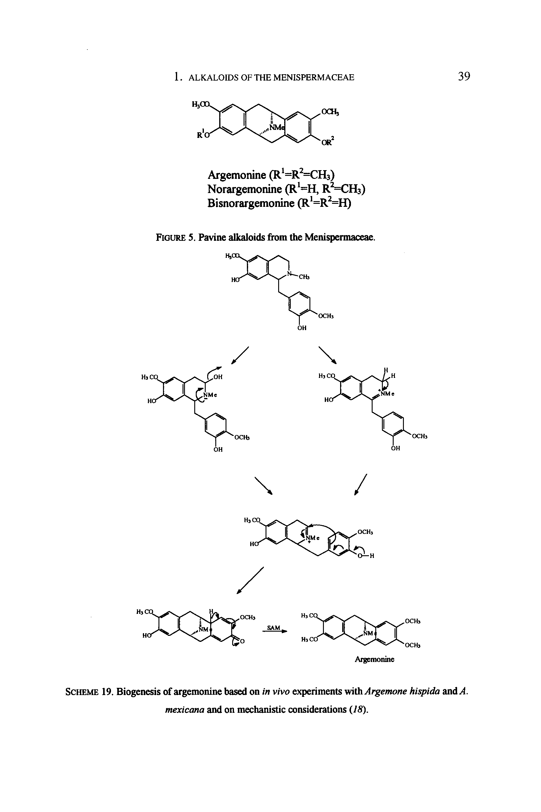 Scheme 19. Biogenesis of argemonine based on in vivo experiments v/ithArgemone hispida and. mexicana and on mechanistic considerations (78).