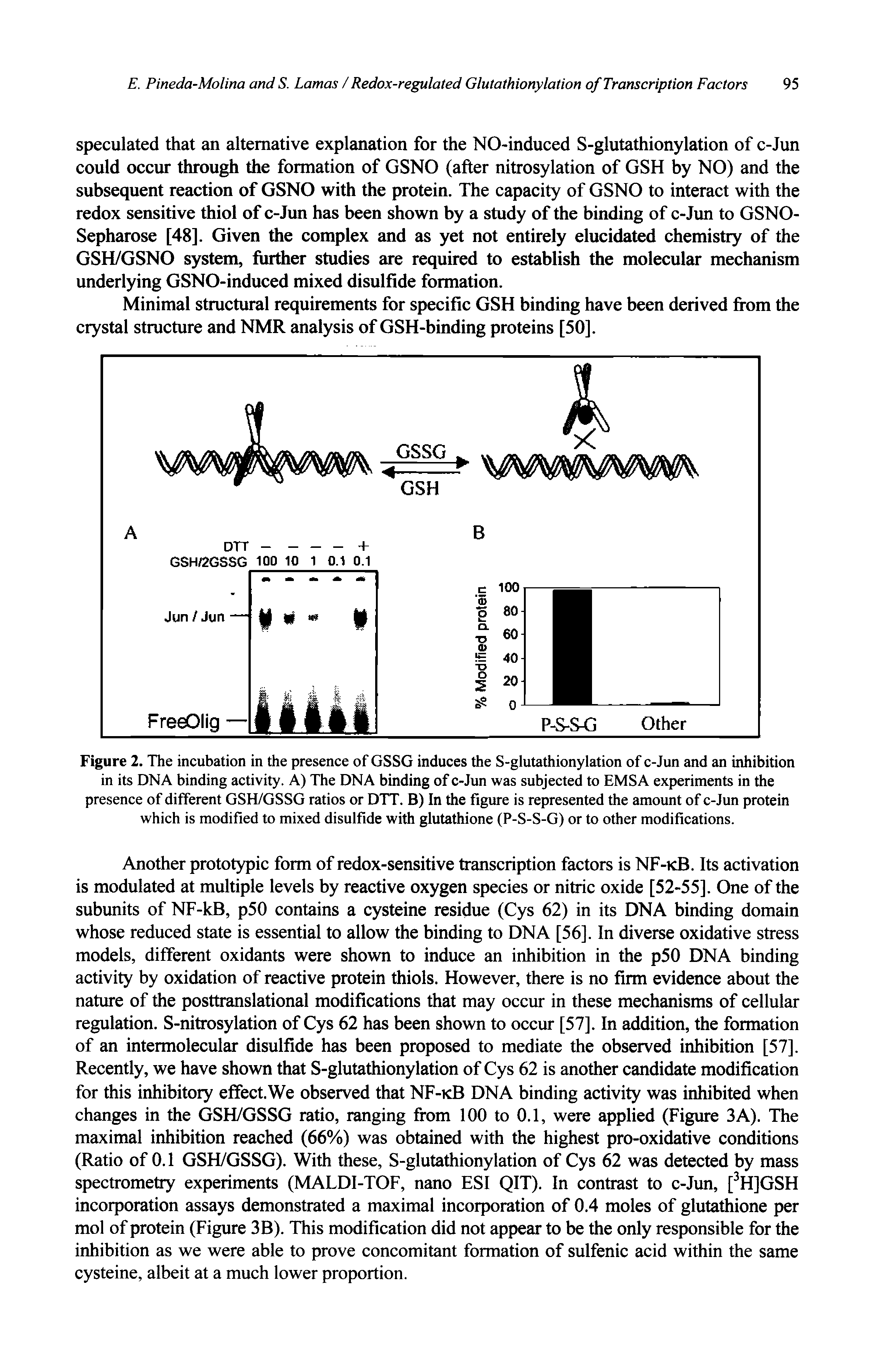 Figure 2. The incubation in the presence of GSSG induces the S-glutathionylation of c-Jun and an inhibition in its DNA binding activity. A) The DNA binding of c-Jun was subjected to EMSA experiments in the presence of different GSH/GSSG ratios or DTT. B) In the figure is represented the amount of c-Jun protein which is modified to mixed disulfide with glutathione (P-S-S-G) or to other modifications.