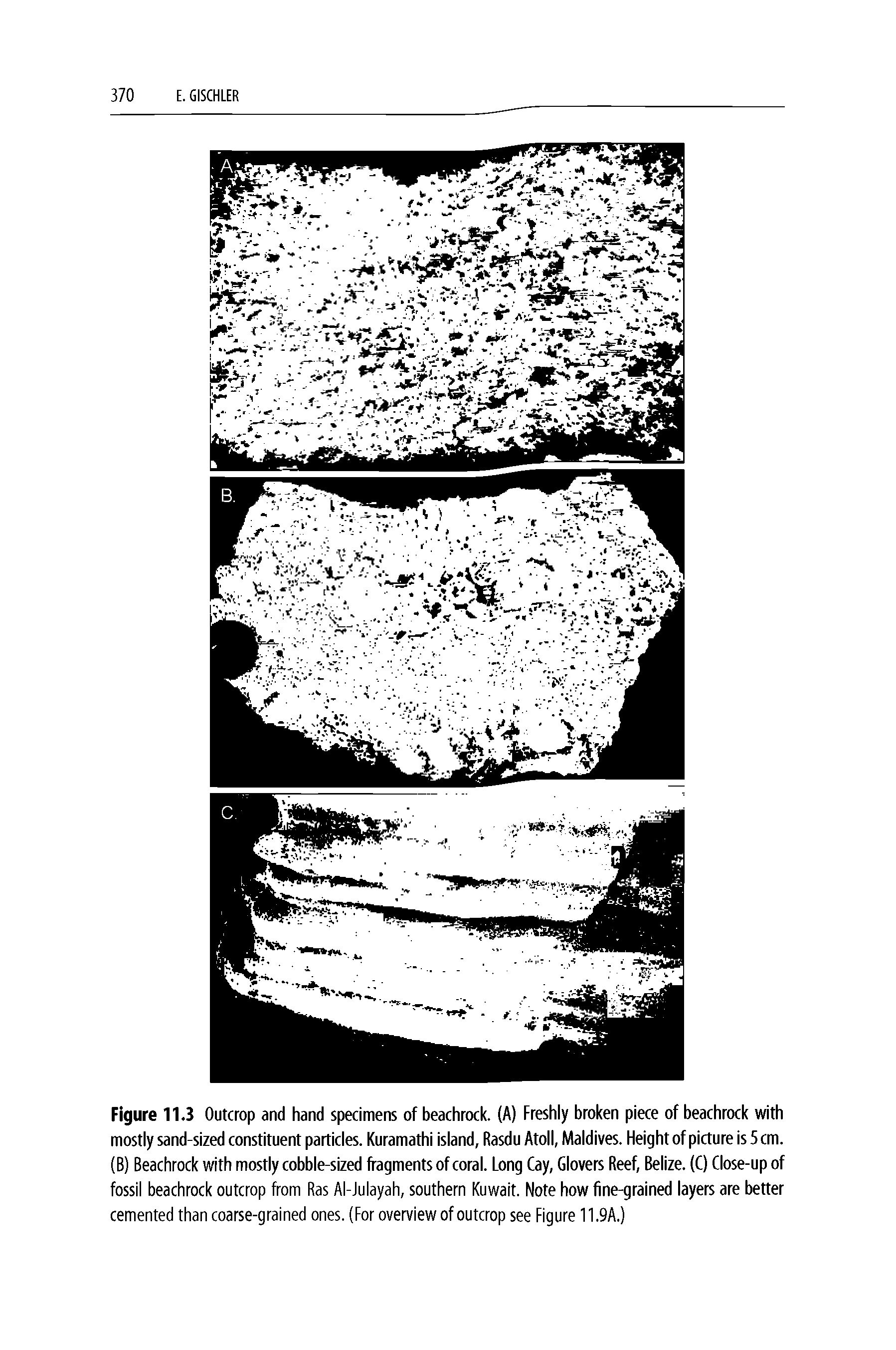 Figure 11.3 Outcrop and hand specimens of beachrock. (A) Freshly broken piece of beachrock with mostly sand-sized constituent particles. Kuramathi island, Rasdu Atoll, Maldives. Height of picture is 5 cm. (B) Beachrock with mostly cobble-sized fragments of coral. Long Cay, Glovers Reef, Belize. (C) Close-up of fossil beachrock outcrop from Ras Al-Julayah, southern Kuwait. Note how fine-grained layers are better cemented than coarse-grained ones. (For overview of outcrop see Figure 11.9A.)...