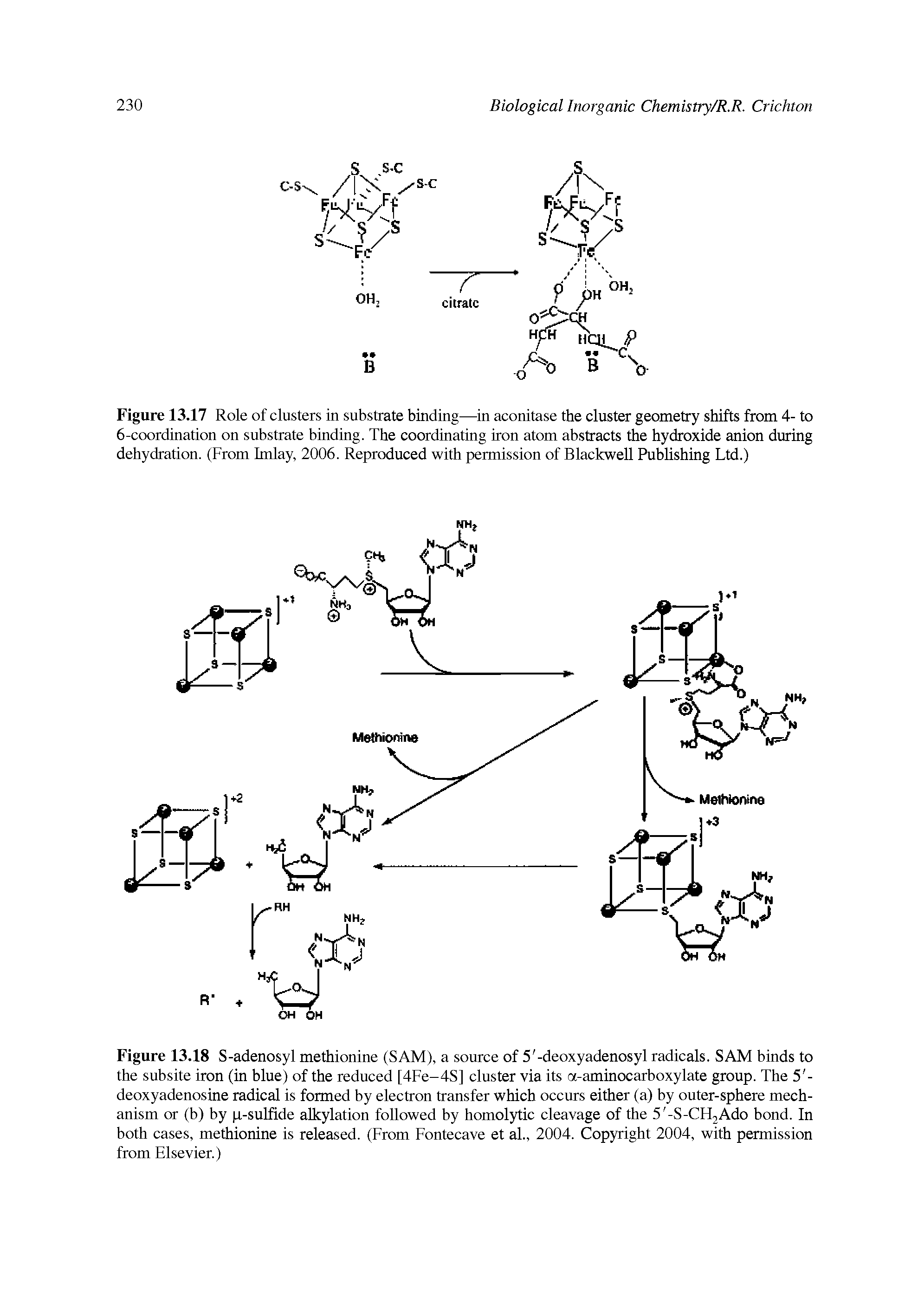 Figure 13.17 Role of clusters in substrate binding—in aconitase the cluster geometry shifts from 4- to 6-coordination on substrate binding. The coordinating iron atom abstracts the hydroxide anion during dehydration. (From Imlay, 2006. Reproduced with permission of Blackwell Publishing Ltd.)...