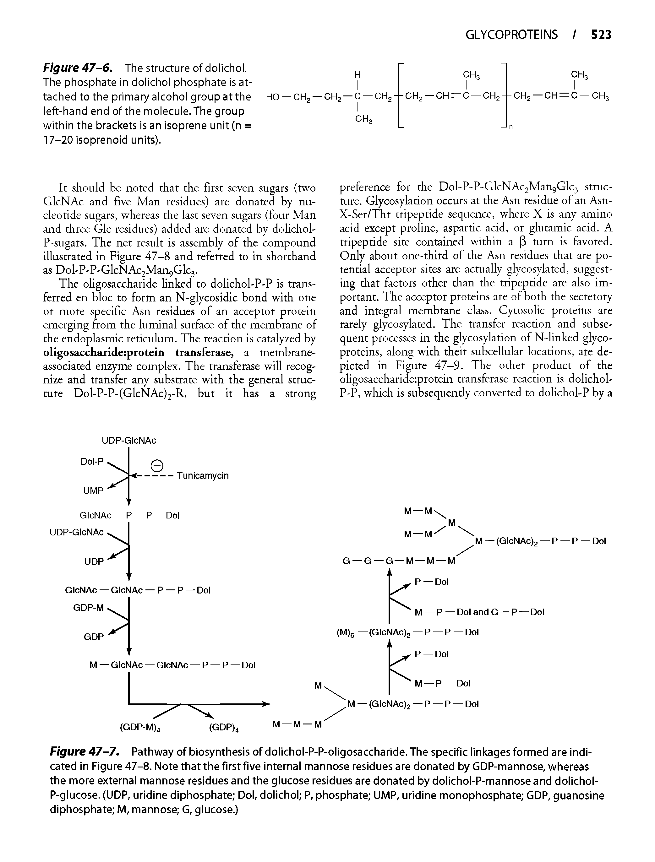 Figure 47-6. The structure of dolichol. The phosphate in dolichol phosphate is attached to the primary alcohol group at the left-hand end of the molecule. The group within the brackets is an isoprene unit (n = 17-20 isoprenoid units).