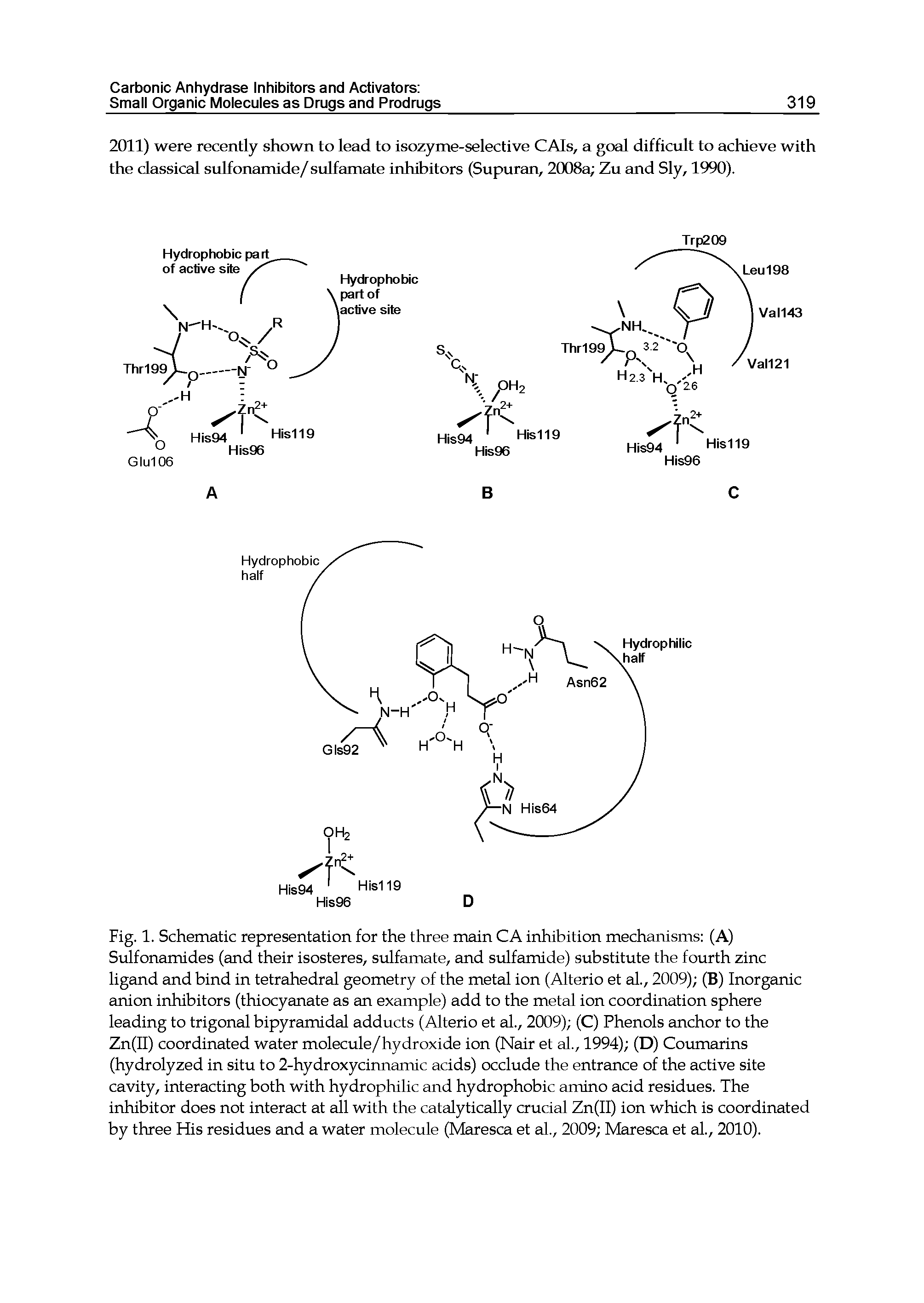 Fig. 1. Schematic representation for the three main CA inhibition mechanisms (A) Sulfonamides (and their isosteres, sulfamate, and sulfamide) substitute the fourth zinc ligand and bind in tetrahedral geometry of the metal ion (Alterio et al., 2009) (B) Inorganic anion inhibitors (thiocyanate as an example) add to the metal ion coordination sphere leading to trigonal bipyramidal adducts (Alterio et al., 2009) (C) Phenols anchor to the Zn(II) coordinated water molecule/hydroxide ion (Nair et al., 1994) (D) Coumarins (hydrolyzed in situ to 2-hydroxycinnamic acids) occlude the entrance of the active site cavity, interacting both with hydrophilic and hydrophobic amino acid residues. The inhibitor does not interact at all with the catalytically crucial Zn(II) ion which is coordinated by three His residues and a water molecule (Maresca et al, 2009 Maresca et al., 2010).