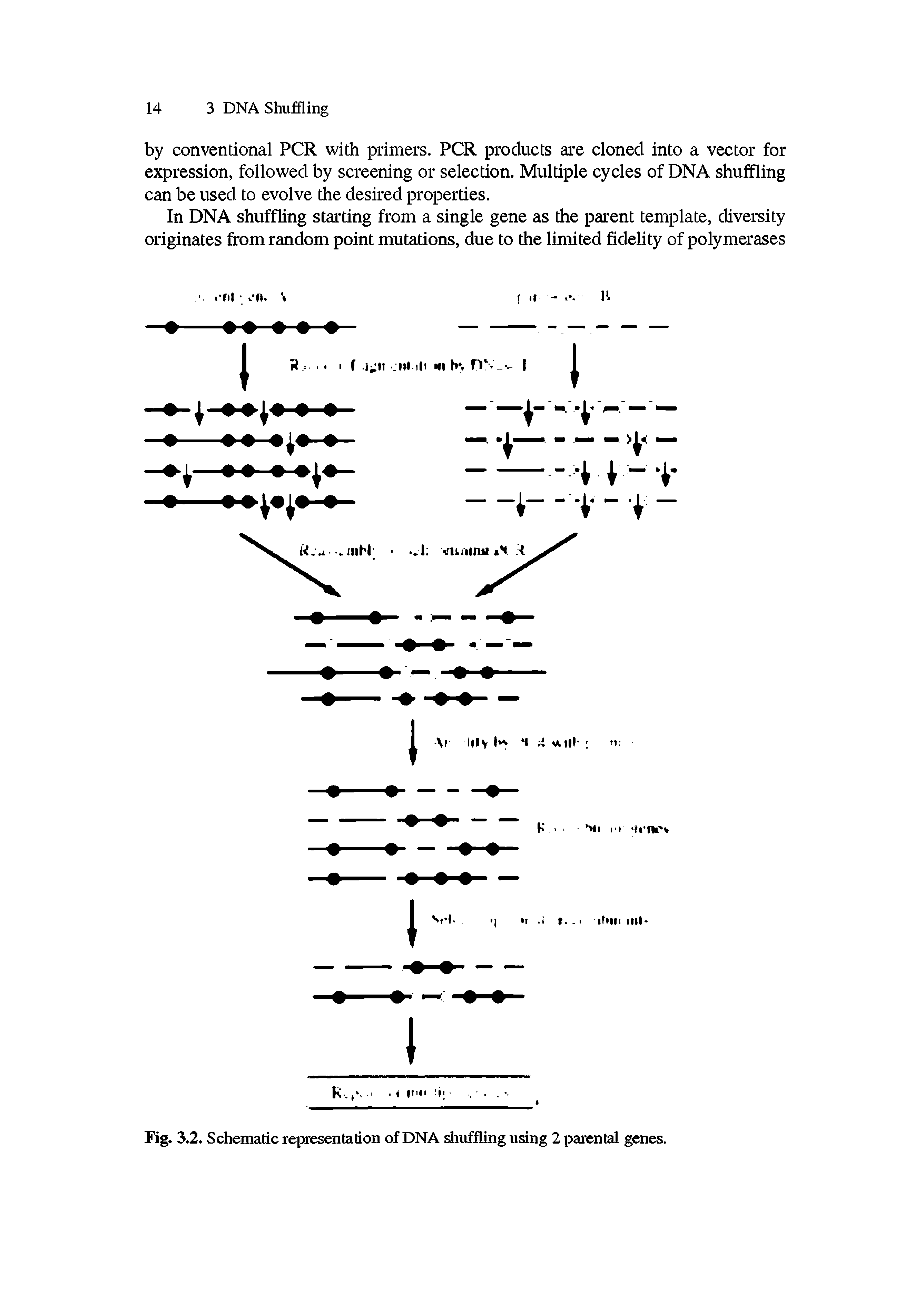 Fig. 3.2. Schematic representation of DNA shuffling using 2 parental genes.