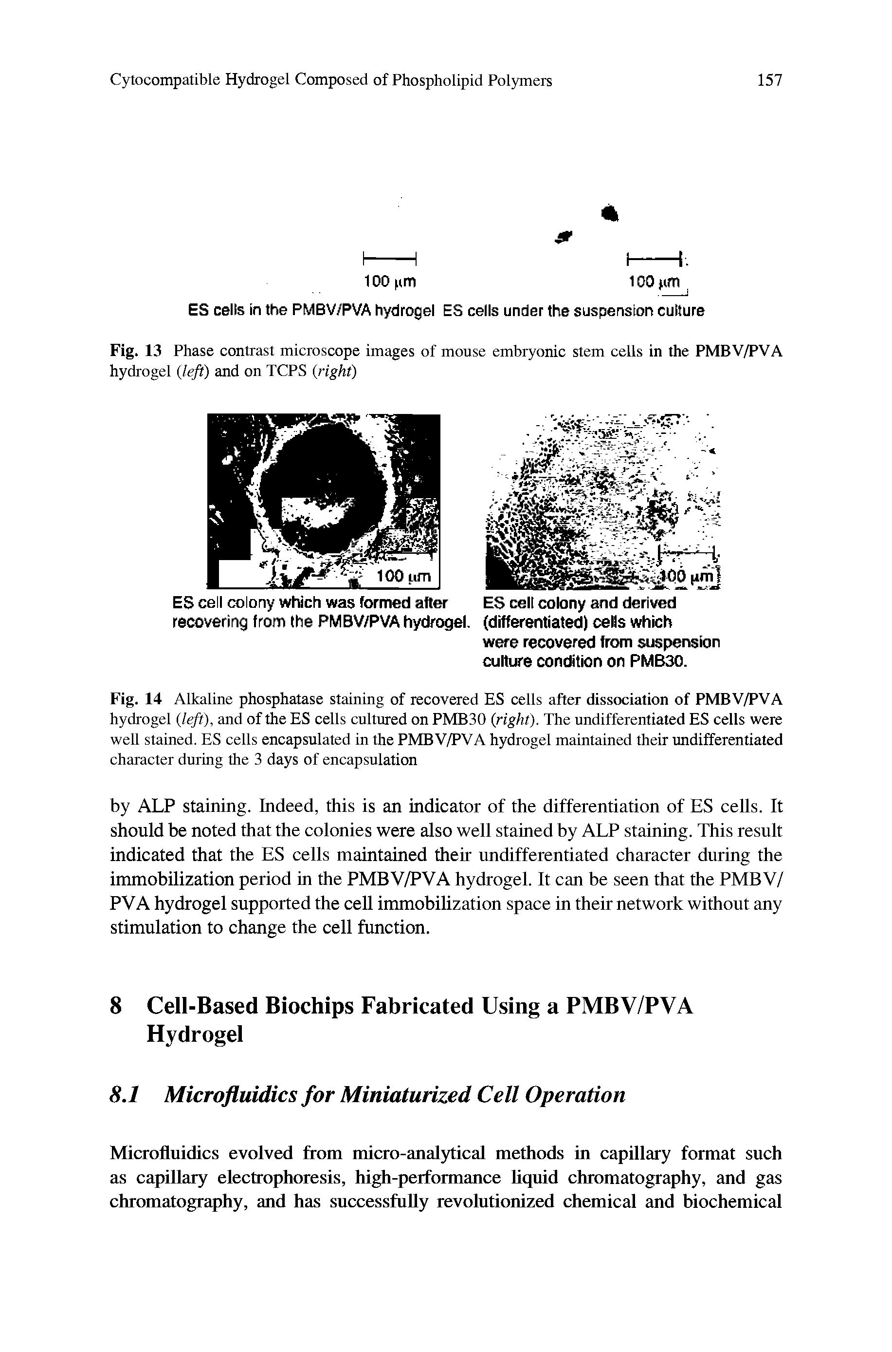 Fig. 13 Phase contrast microscope images of mouse embryonic stem cells in the PMBV/PVA hydrogel left) and on TCPS (right)...
