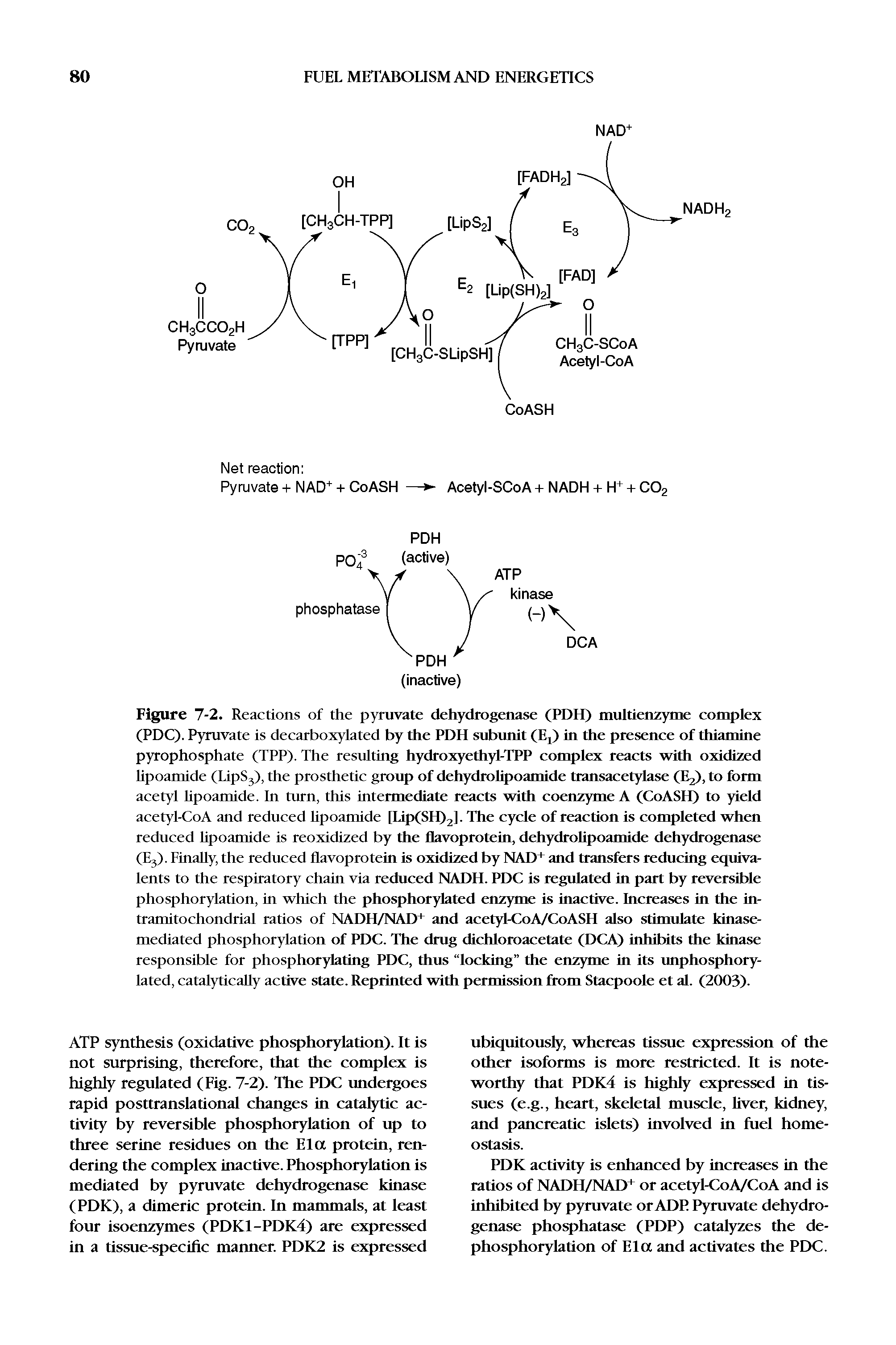 Figure 7-2. Reactions of the pyruvate dehydrogenase (PDU) multienzyme complex (PDC). Pyruvate is decarboxylated by the PDH subunit (I ,) in the presence of thiamine pyrophosphate (TPP). The resulting hydroxyethyl-TPP complex reacts with oxidized lipoamide (LipS3), the prosthetic group of dehydrolipoamide transacetylase (Ii2), to form acetyl lipoamide. In turn, this intermediate reacts with coenzyme A (CoASH) to yield acetyl-CoA and reduced lipoamide [Lip(SH)2]. The cycle of reaction is completed when reduced lipoamide is reoxidized by the flavoprotein, dehydrolipoamide dehydrogenase (E3). Finally, the reduced flavoprotein is oxidized by NAD+ and transfers reducing equivalents to the respiratory chain via reduced NADH. PDC is regulated in part by reversible phosphorylation, in which the phosphorylated enzyme is inactive. Increases in the in-tramitochondrial ratios of NADH/NAD+ and acetyl-CoA/CoASH also stimulate kinase-mediated phosphorylation of PDC. The drug dichloroacetate (DCA) inhibits the kinase responsible for phosphorylating PDC, thus locking the enzyme in its unphosphory-lated, catalytically active state. Reprinted with permission from Stacpoole et al. (2003).