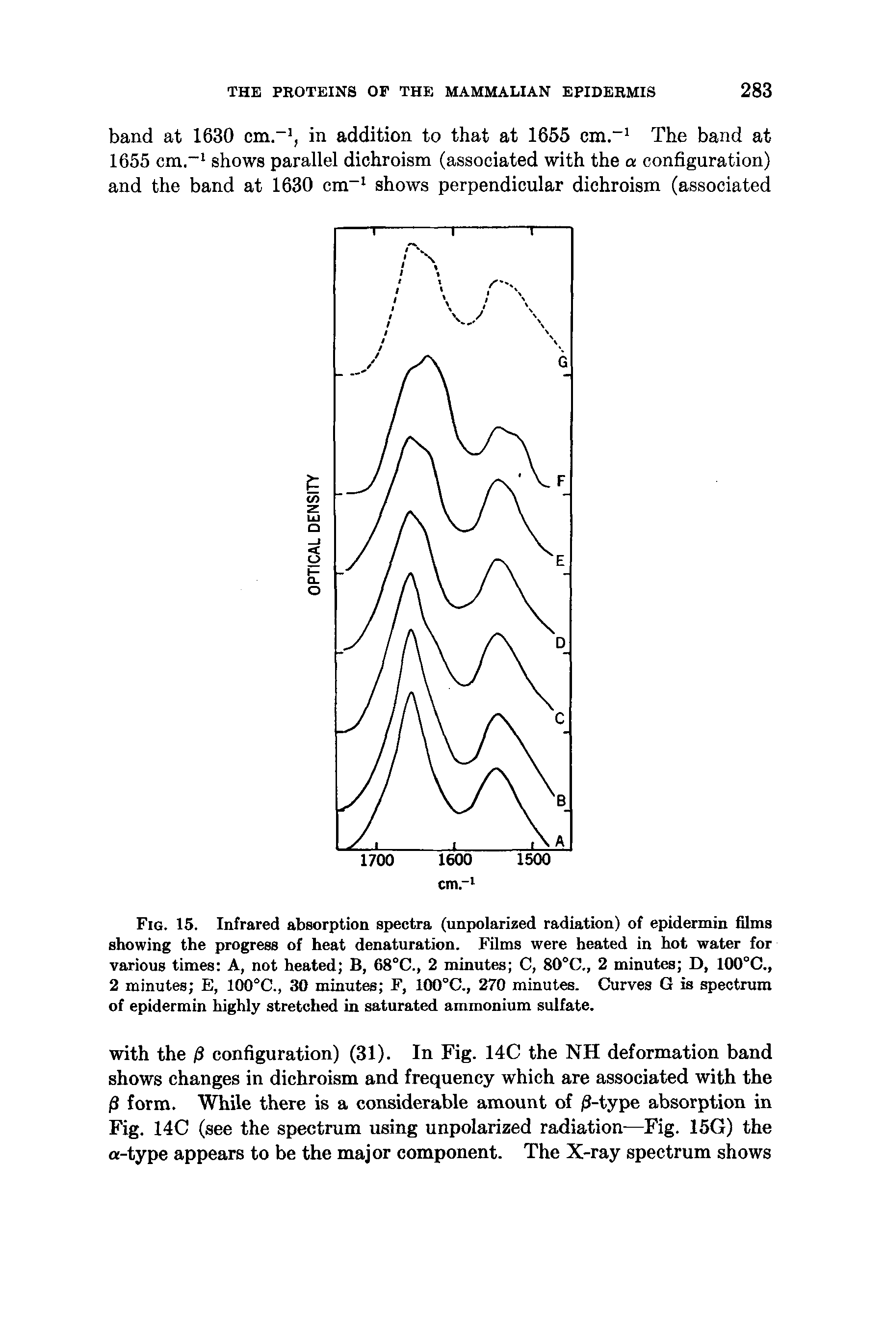 Fig. 15. Infrared absorption spectra (unpolarized radiation) of epidermin films showing the progress of heat denaturation. Films were heated in hot water for various times A, not heated B, 68°C., 2 minutes C, 80°C., 2 minutes D, 100°C., 2 minutes E, 100°C., 30 minutes F, 100°C., 270 minute. Curves G is spectrum of epidermin highly stretched in saturated ammonium sulfate.