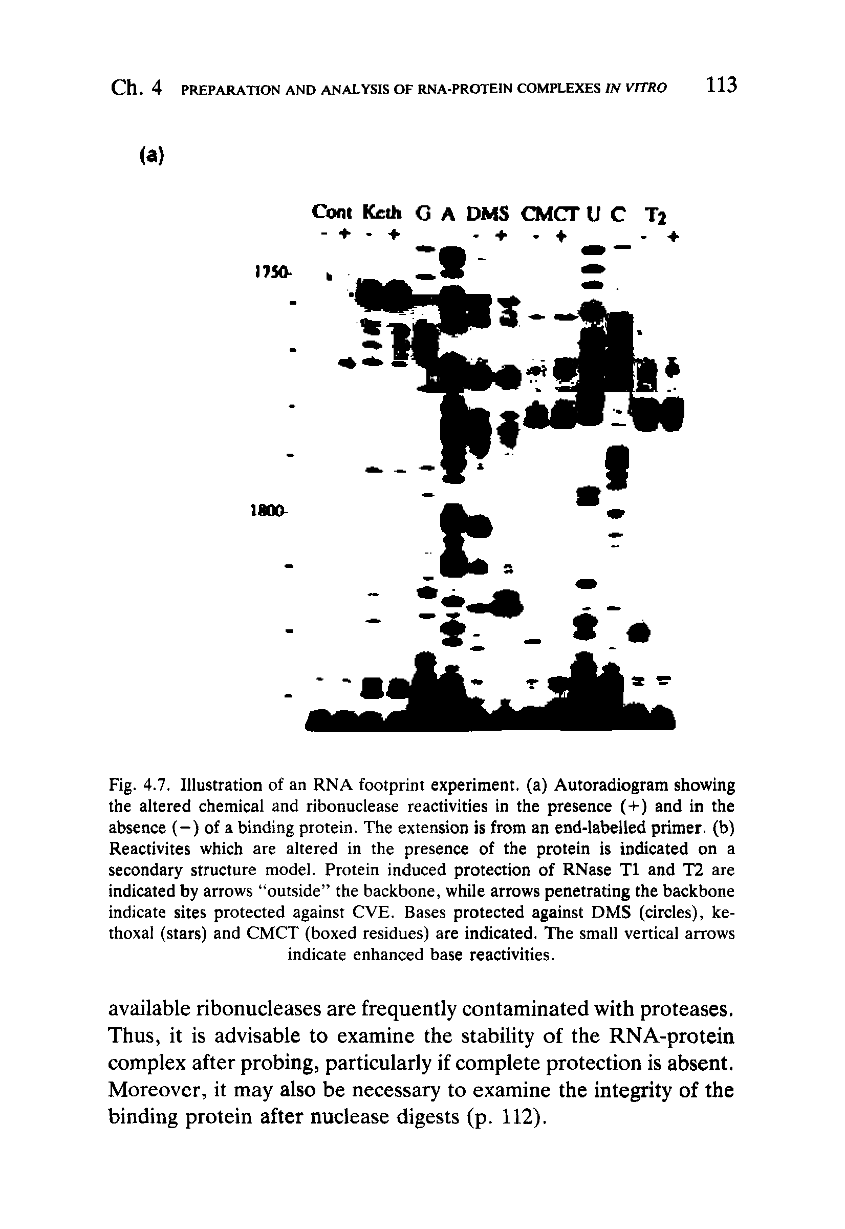 Fig. 4.7. Illustration of an RNA footprint experiment, (a) Autoradiogram showing the altered chemical and ribonuclease reactivities in the presence (+) and in the absence (-) of a binding protein. The extension is from an end-labelled primer, (b) Reactivites which are altered in the presence of the protein is indicated on a secondary structure model. Protein induced protection of RNase T1 and T2 are indicated by arrows outside the backbone, while arrows penetrating the backbone indicate sites protected against CVE. Bases protected against DMS (circles), ke-thoxal (stars) and CMCT (boxed residues) are indicated. The small vertical arrows indicate enhanced base reactivities.