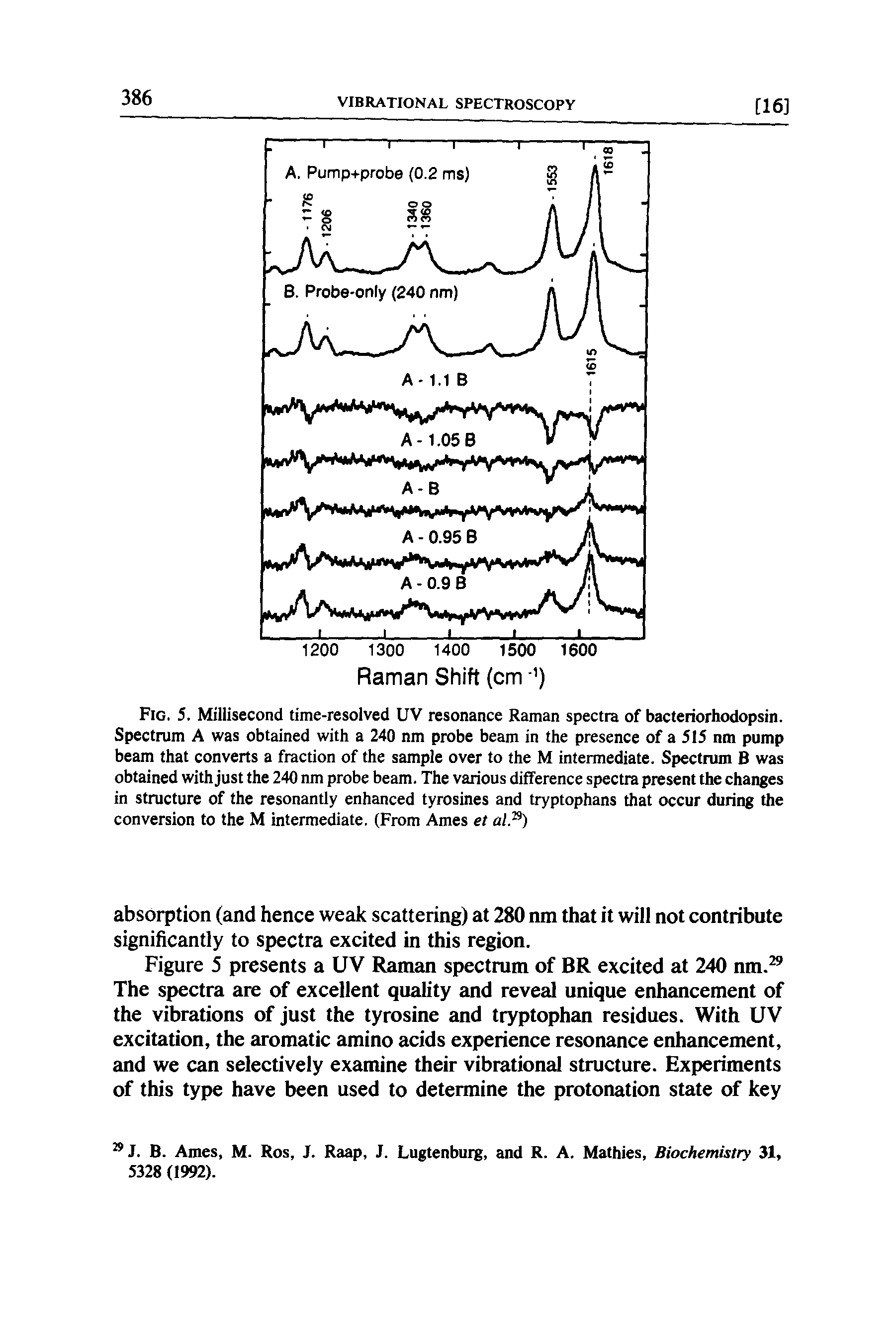 Fig. 5. Millisecond time-resolved UV resonance Raman spectra of bacteriorhodopsin. Spectrum A was obtained with a 240 nm probe beam in the presence of a 515 nm pump beam that converts a fraction of the sample over to the M intermediate. Spectrum B was obtained with just the 240 nm probe beam. The various difference spectra present the changes in structure of the resonantly enhanced tyrosines and tryptophans that occur during the conversion to the M intermediate. (From Ames et alP ...