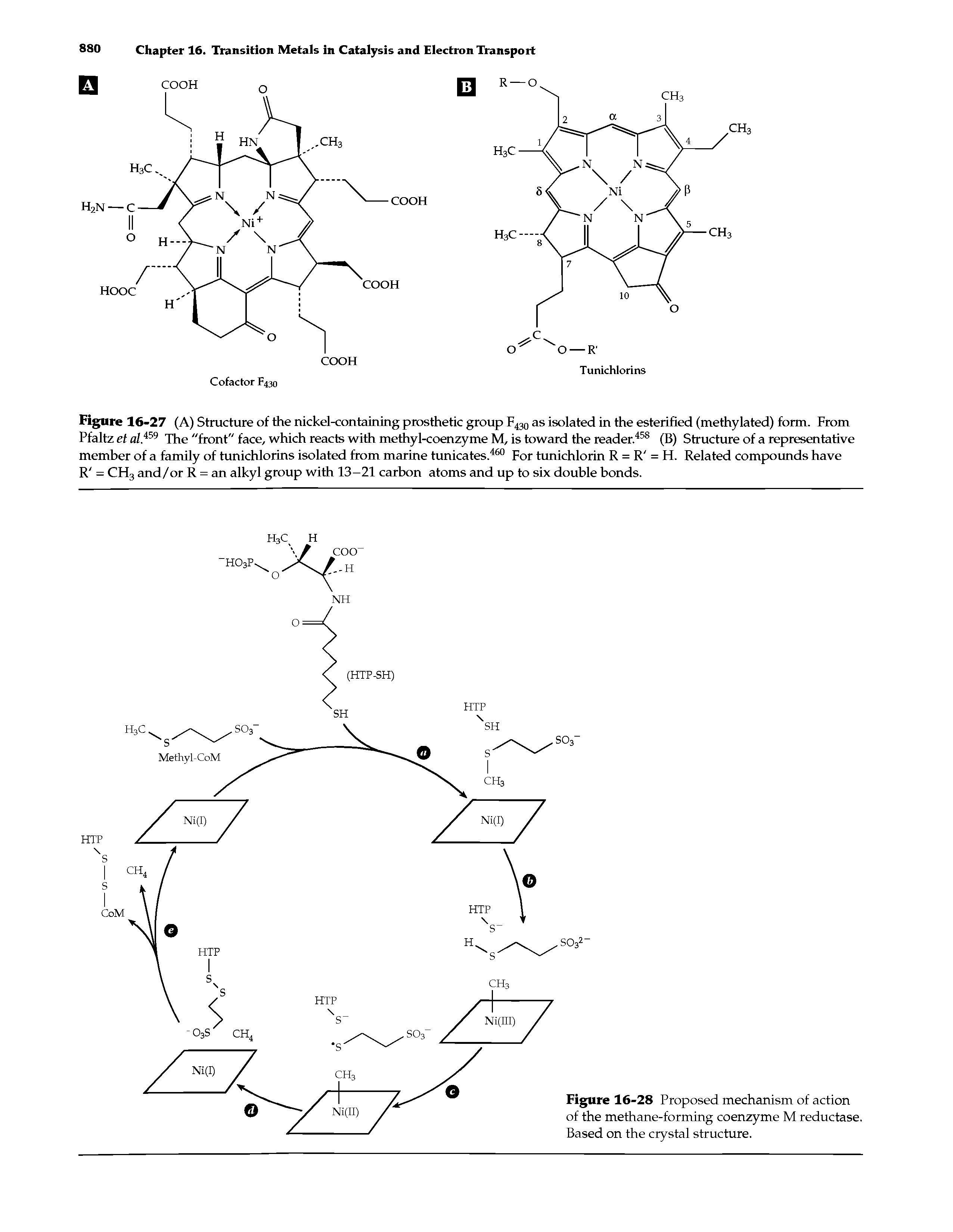 Figure 16-27 (A) Structure of the nickel-containing prosthetic group F430 as isolated in the esterified (methylated) form. From Pfaltz et al.i59 The "front" face, which reacts with methyl-coenzyme M, is toward the reader.458 (B) Structure of a representative member of a family of tunichlorins isolated from marine tunicates.460 For tunichlorin R = R = H. Related compounds have R = CH3 and/or R = an alkyl group with 13-21 carbon atoms and up to six double bonds.