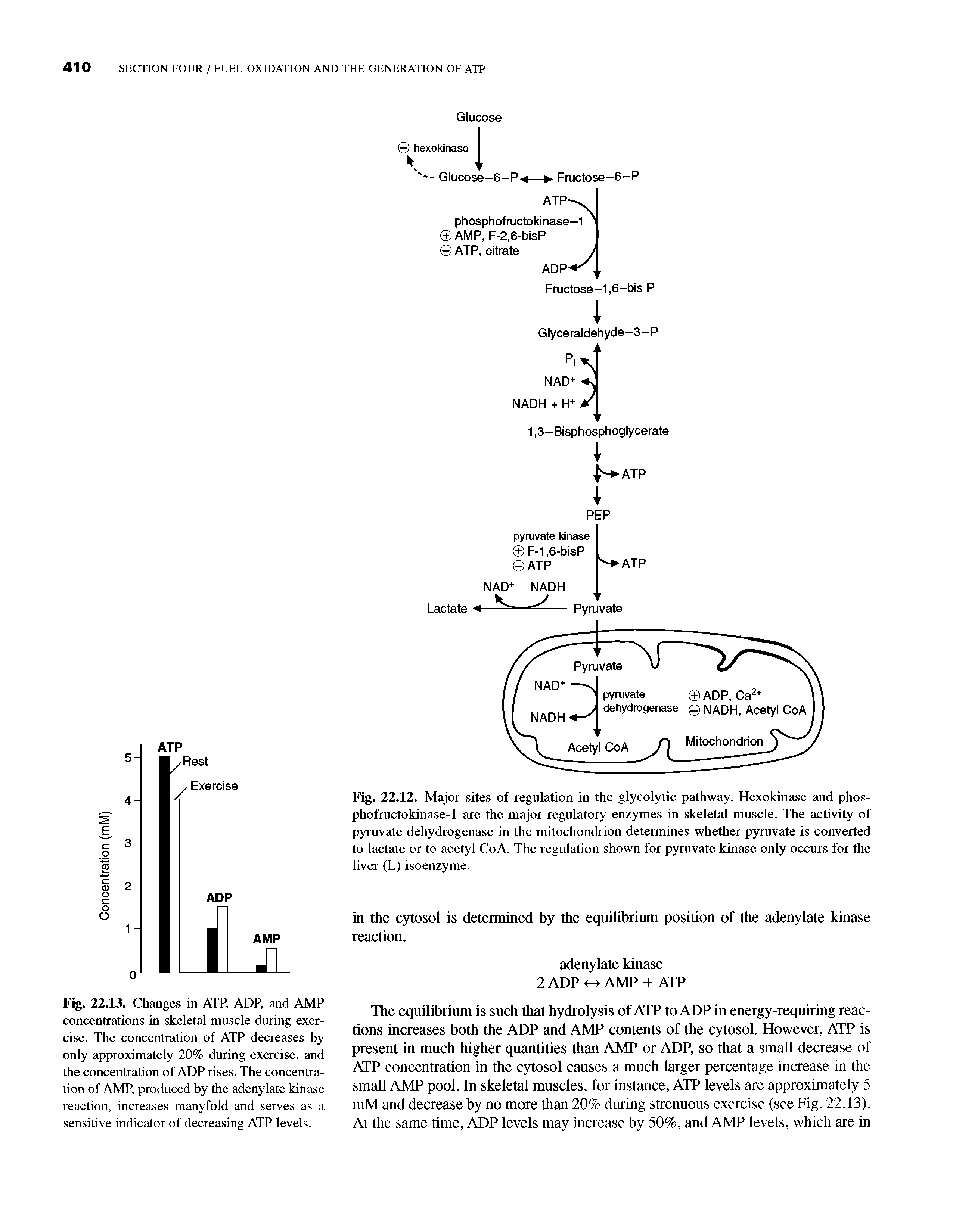 Fig. 22.12. Major sites of regulation in the glycolytic pathway. Hexokinase and phos-phofructokinase-1 are the major regulatory enzymes in skeletal muscle. The activity of pyruvate dehydrogenase in the mitochondrion determines whether pyruvate is converted to lactate or to acetyl Co A. The regulation shown for pyruvate kinase only occurs for the liver (L) isoenzyme.