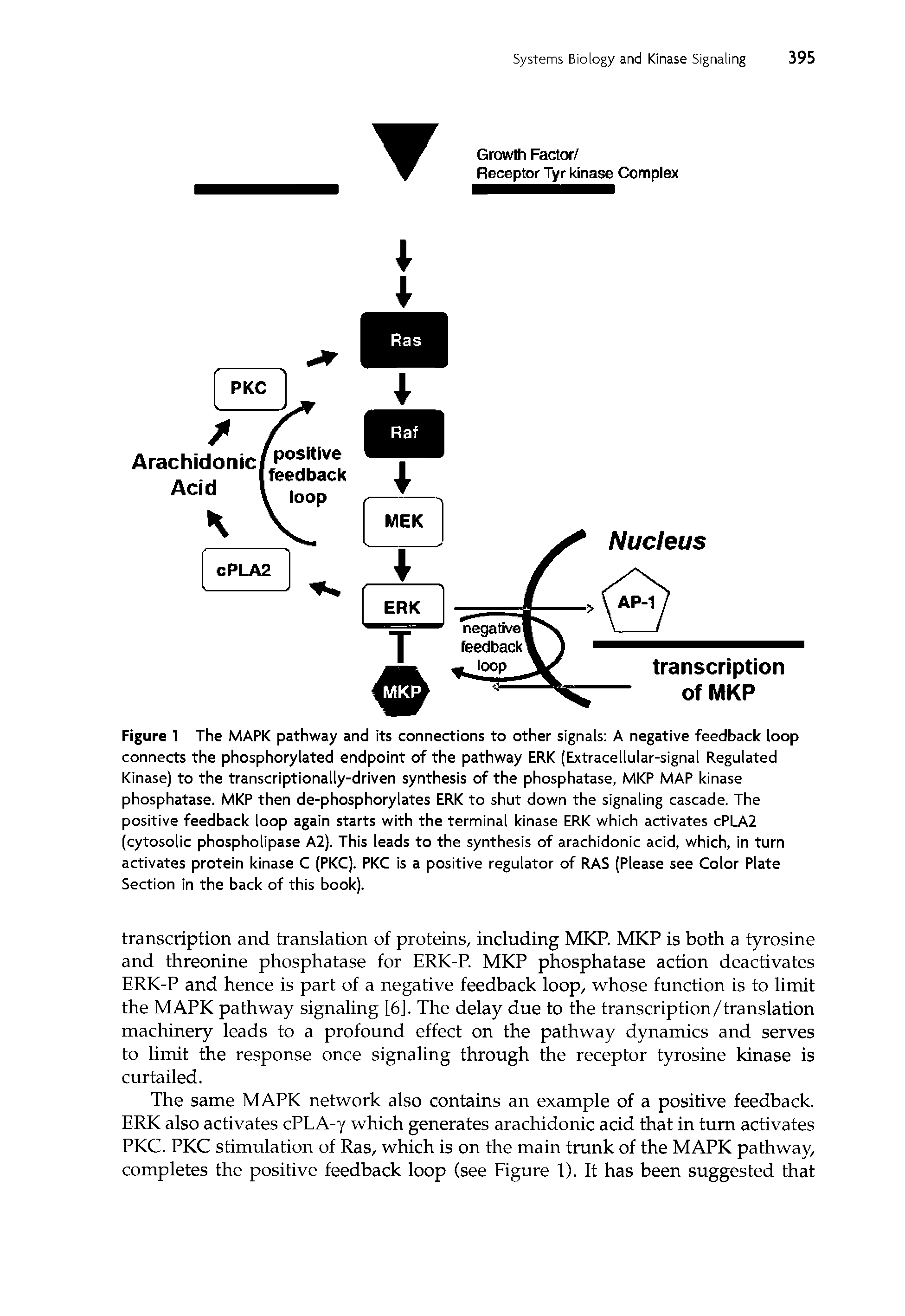 Figure 1 The MAPK pathway and its connections to other signals A negative feedback loop connects the phosphorylated endpoint of the pathway ERK (Extracellular-signal Regulated Kinase) to the transcriptionally-driven synthesis of the phosphatase, MKP MAP kinase phosphatase. MKP then de-phosphorylates ERK to shut down the signaling cascade. The positive feedback loop again starts with the terminal kinase ERK which activates cPLA2 (cytosolic phospholipase A2). This leads to the synthesis of arachidonic acid, which, in turn activates protein kinase C (PKC). PKC is a positive regulator of RAS (Please see Color Plate Section in the back of this book).