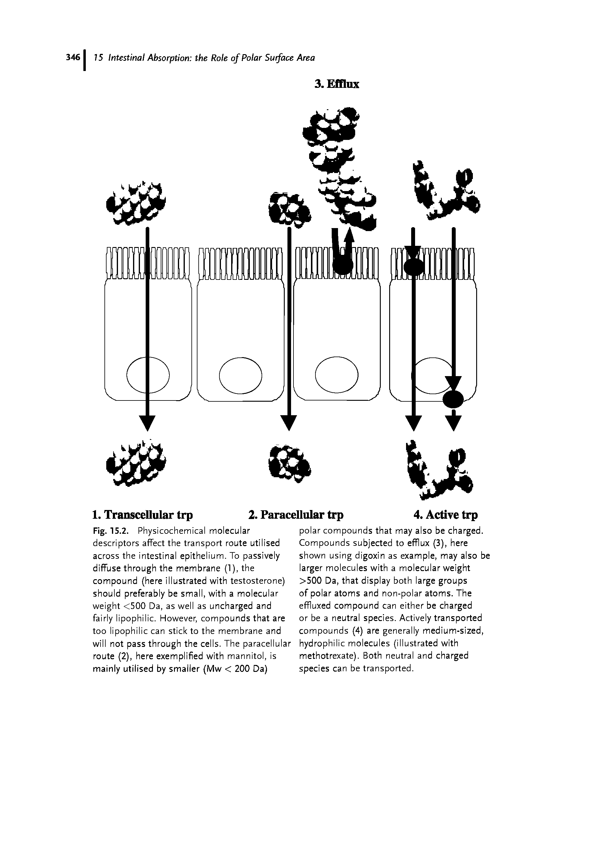 Fig. 15.2. Physicochemical molecular descriptors affect the transport route utilised across the intestinal epithelium. To passively diffuse through the membrane (1), the compound (here illustrated with testosterone) should preferably be small, with a molecular weight <500 Da, as well as uncharged and fairly lipophilic. However, compounds that are too lipophilic can stick to the membrane and will not pass through the cells. The paracellular route (2), here exemplified with mannitol, is mainly utilised by smaller (Mw < 200 Da)...