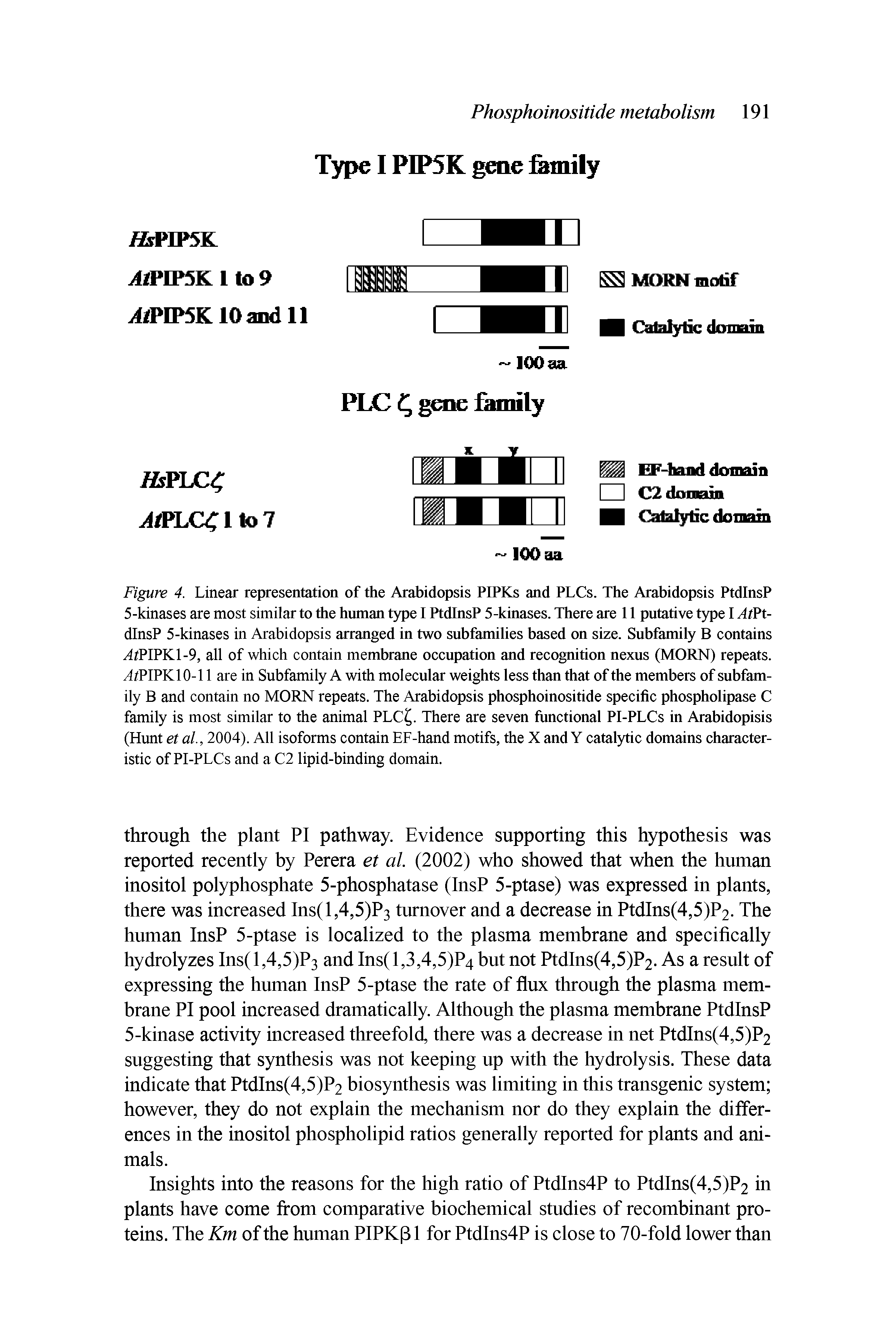 Figure 4. Linear representation of the Arabidopsis PIPKs and PLCs. The Arabidopsis PtdlnsP 5-kinases are most similar to the human type I PtdlnsP 5-kinases. There are 11 putative type I /I/PtdlnsP 5-kinases in Arabidopsis arranged in two subfamilies based on size. Subfamily B contains X/PIPK1-9, all of which contain membrane occupation and recognition nexus (MORN) repeats. /1/PIPK10-11 are in Subfamily A with molecular weights less than that of the members of subfamily B and contain no MORN repeats. The Arabidopsis phosphoinositide specific phospholipase C family is most similar to the animal PLC . There are seven functional PI-PLCs in Arabidopisis (Hunt et al., 2004). All isoforms contain EF-hand motifs, the X and Y catalytic domains characteristic of PI-PLCs and a C2 lipid-binding domain.