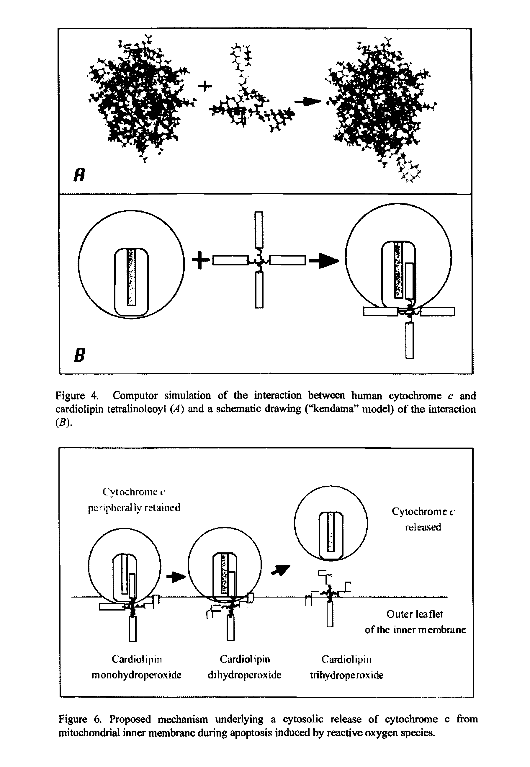 Figure 6. Proposed mechanism underlying a cytosolic release of cytochrome c from mitochondrial inner membrane during apoptosis induced by reactive oxygen species.