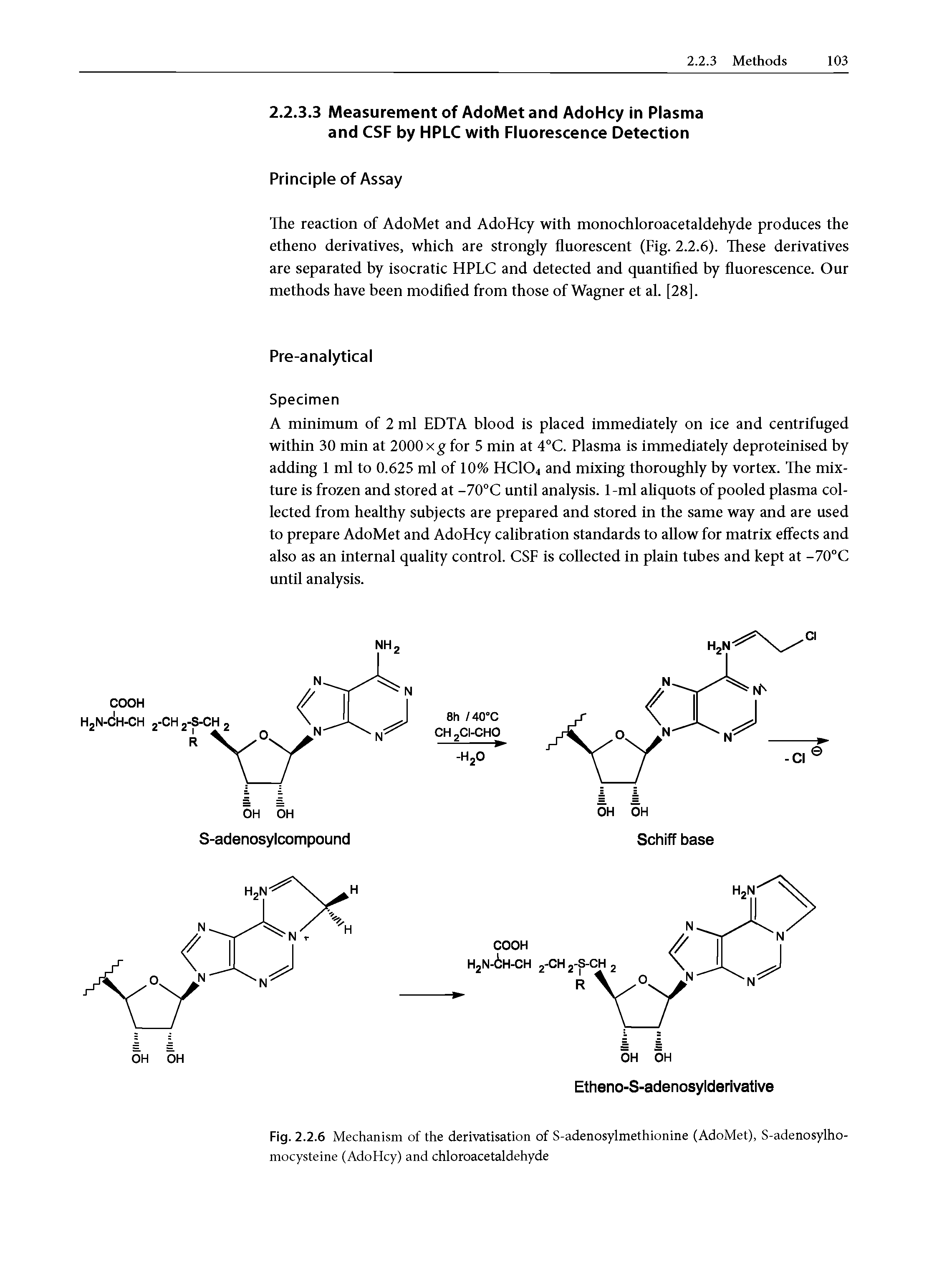 Fig. 2.2.6 Mechanism of the derivatisation of S-adenosylmethionine (AdoMet), S-adenosylho-mocysteine (AdoHcy) and chloroacetaldehyde...
