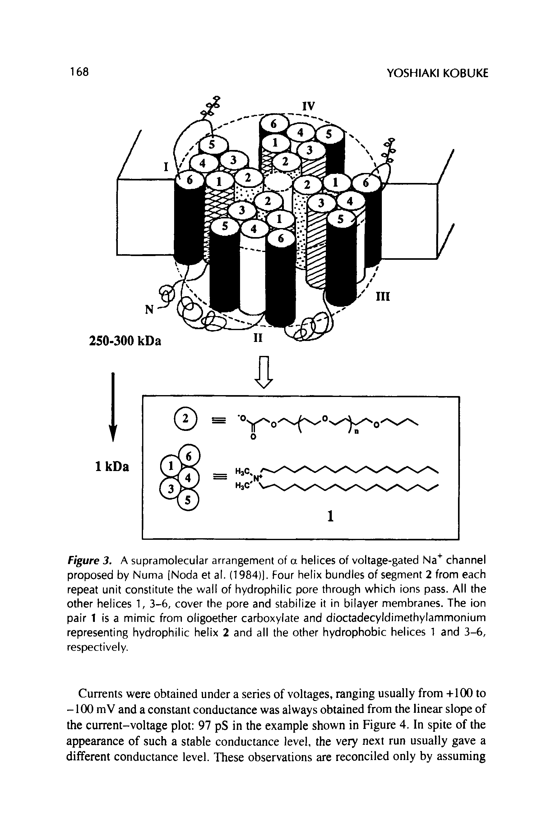 Figure 3. A supramolecular arrangement of a helices of voltage-gated Na" channel proposed by Numa [Noda et al. (1984)). Four helix bundles of segment 2 from each repeat unit constitute the wall of hydrophilic pore through which ions pass. All the other helices 1, 3-6, cover the pore and stabilize it in bilayer membranes. The ion pair 1 is a mimic from oligoether carboxylate and dioctadecyidimethylammonium representing hydrophilic helix 2 and all the other hydrophobic helices 1 and 3-6, respectively.