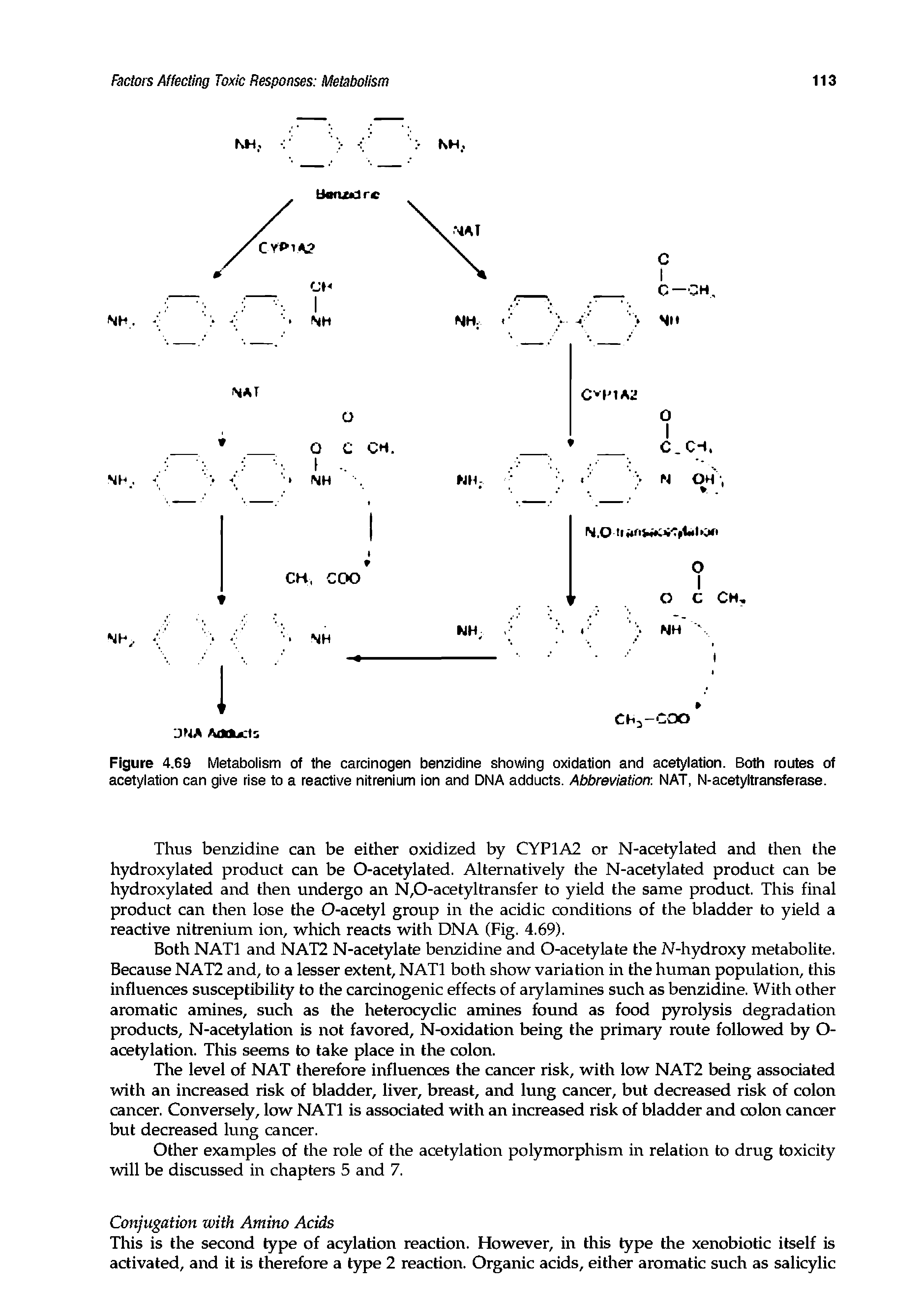 Figure 4.69 Metabolism of the carcinogen benzidine showing oxidation and acetylation. Both routes of acetylation can give rise to a reactive nitrenium ion and DNA adducts. Abbreviation. NAT, N-acetyltransferase.