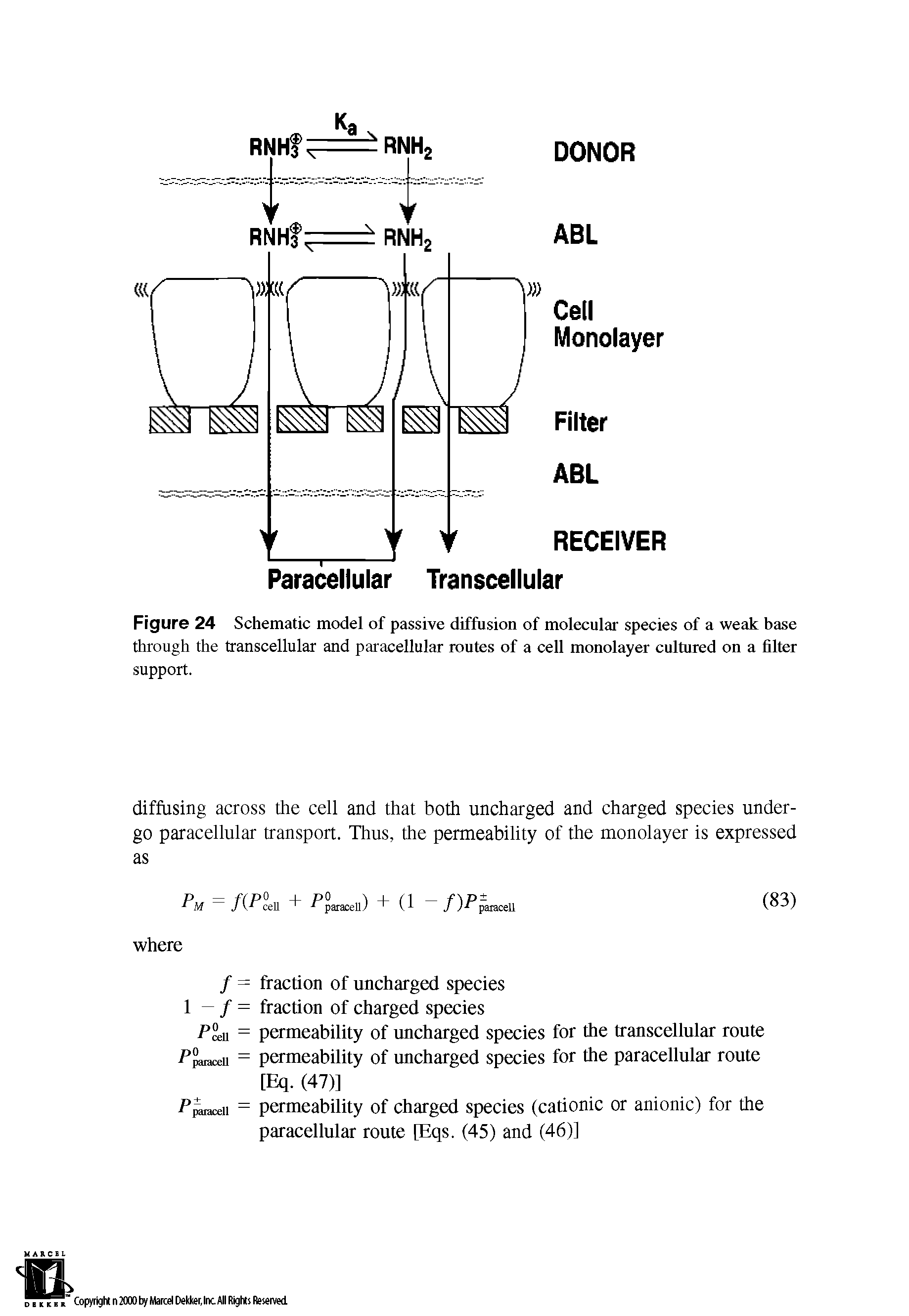 Figure 24 Schematic model of passive diffusion of molecular species of a weak base through the transcellular and paracellular routes of a cell monolayer cultured on a filter support.