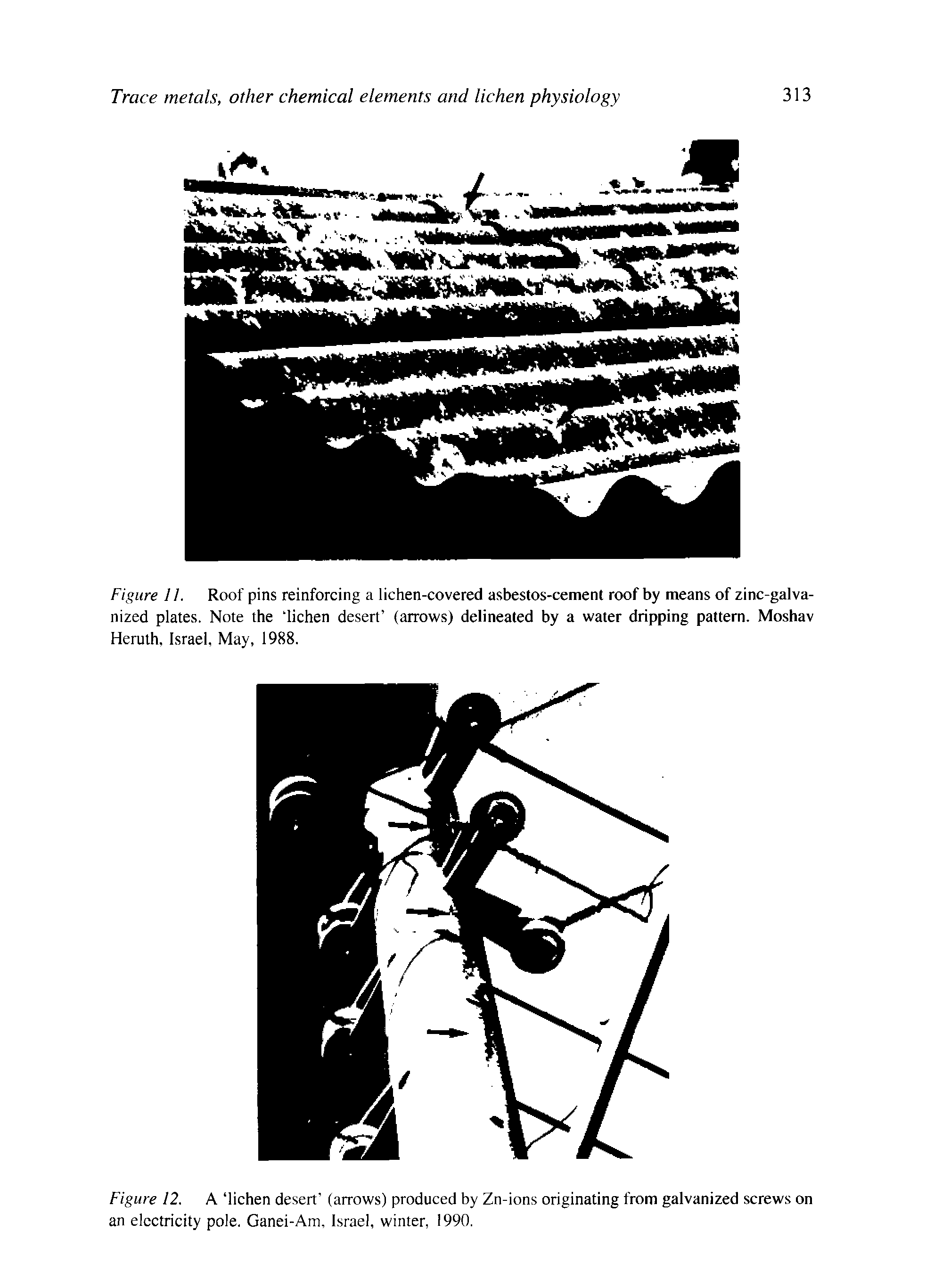Figure 11. Roof pins reinforcing a lichen-covered asbestos-cement roof by means of zinc-galvanized plates. Note the lichen desert (arrows) delineated by a water dripping pattern. Moshav Herulh, Israel, May, 1988.