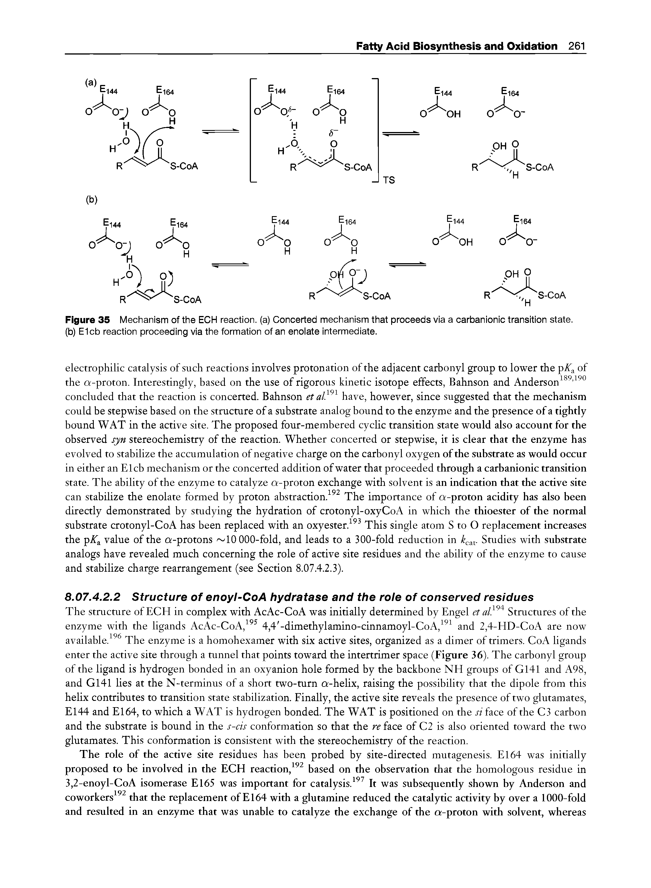 Figure 35 Mechanism of the ECH reaction, (a) Concerted mechanism that proceeds via a carbanionic transition state, (b) Elcb reaction proceeding via the formation of an enoiate intermediate.