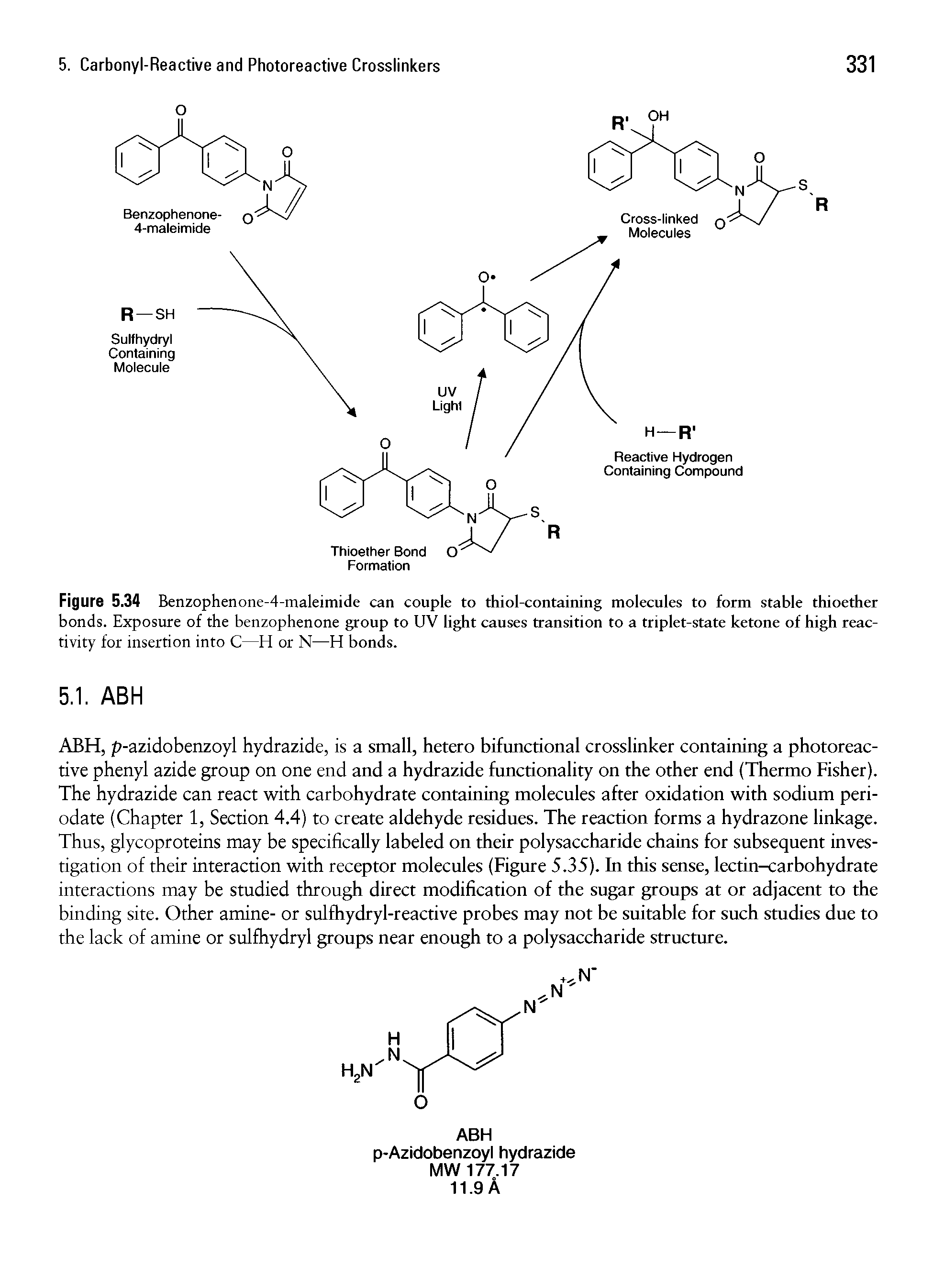 Figure 5.34 Benzophenone-4-maleimide can couple to thiol-containing molecules to form stable thioether bonds. Exposure of the benzophenone group to UV light causes transition to a triplet-state ketone of high reactivity for insertion into C—H or N—H bonds.