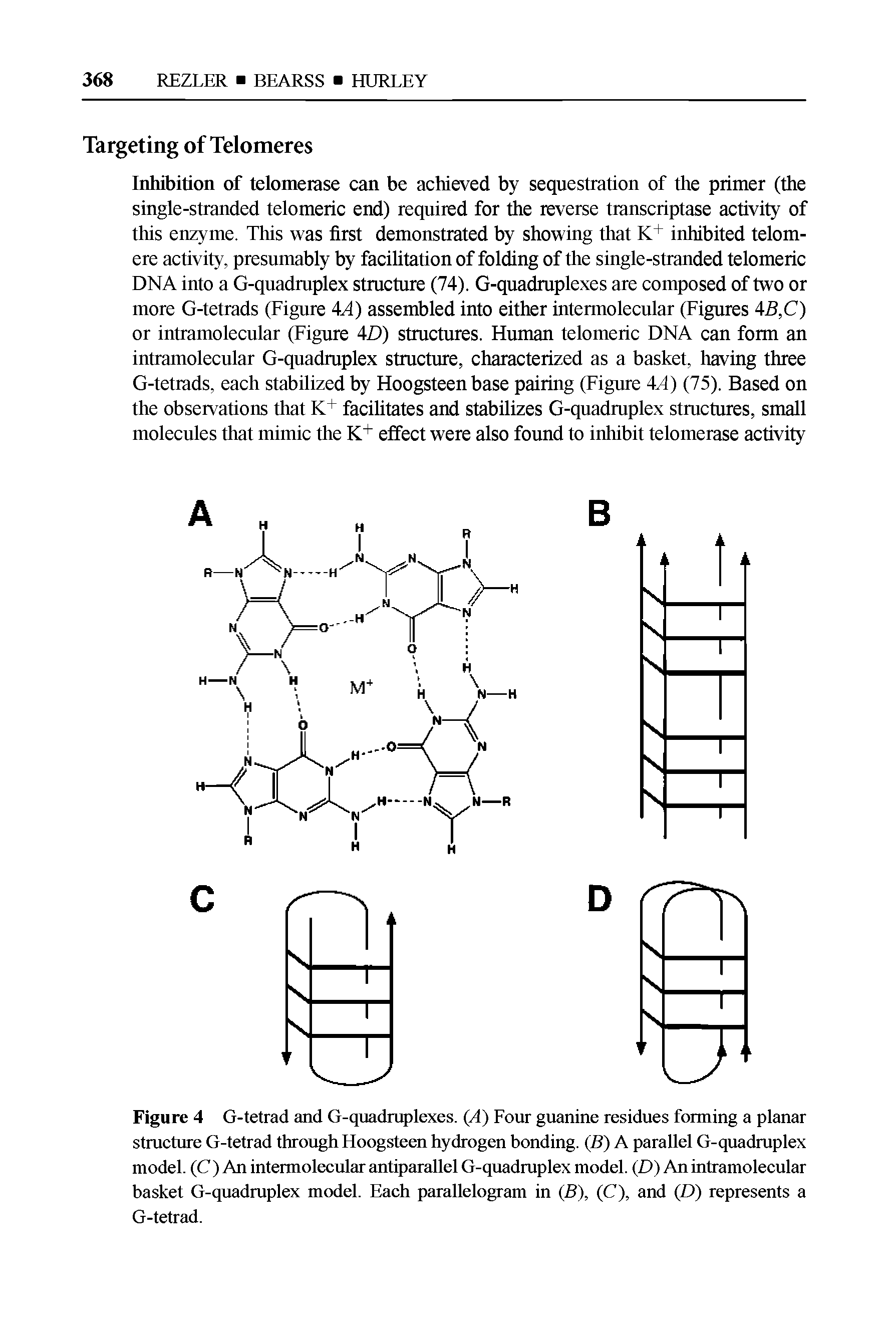 Figure 4 G-tetrad and G-quadruplexes. (A) Four guanine residues forming a planar structure G-tetrad through Hoogsteen hydrogen bonding. (B) A parallel G-quadruplex model. (C ) An intermolecular antiparallel G-quadruplex model. (D) An intramolecular basket G-quadruplex model. Each parallelogram in (B), (C), and (/>) represents a G-tetrad.