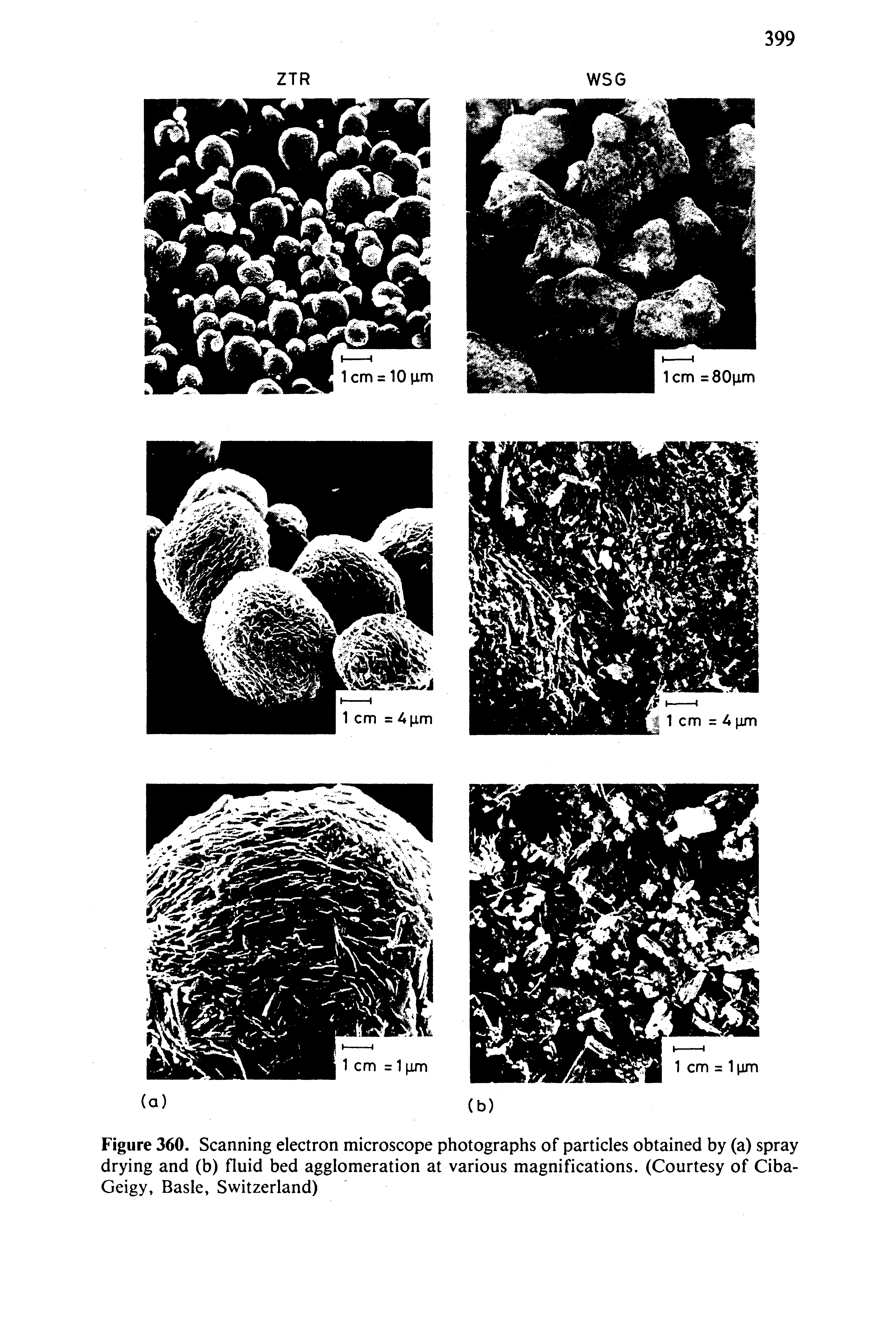 Figure 360. Scanning electron microscope photographs of particles obtained by (a) spray drying and (b) fluid bed agglomeration at various magnifications. (Courtesy of Ciba-Geigy, Basle, Switzerland)...