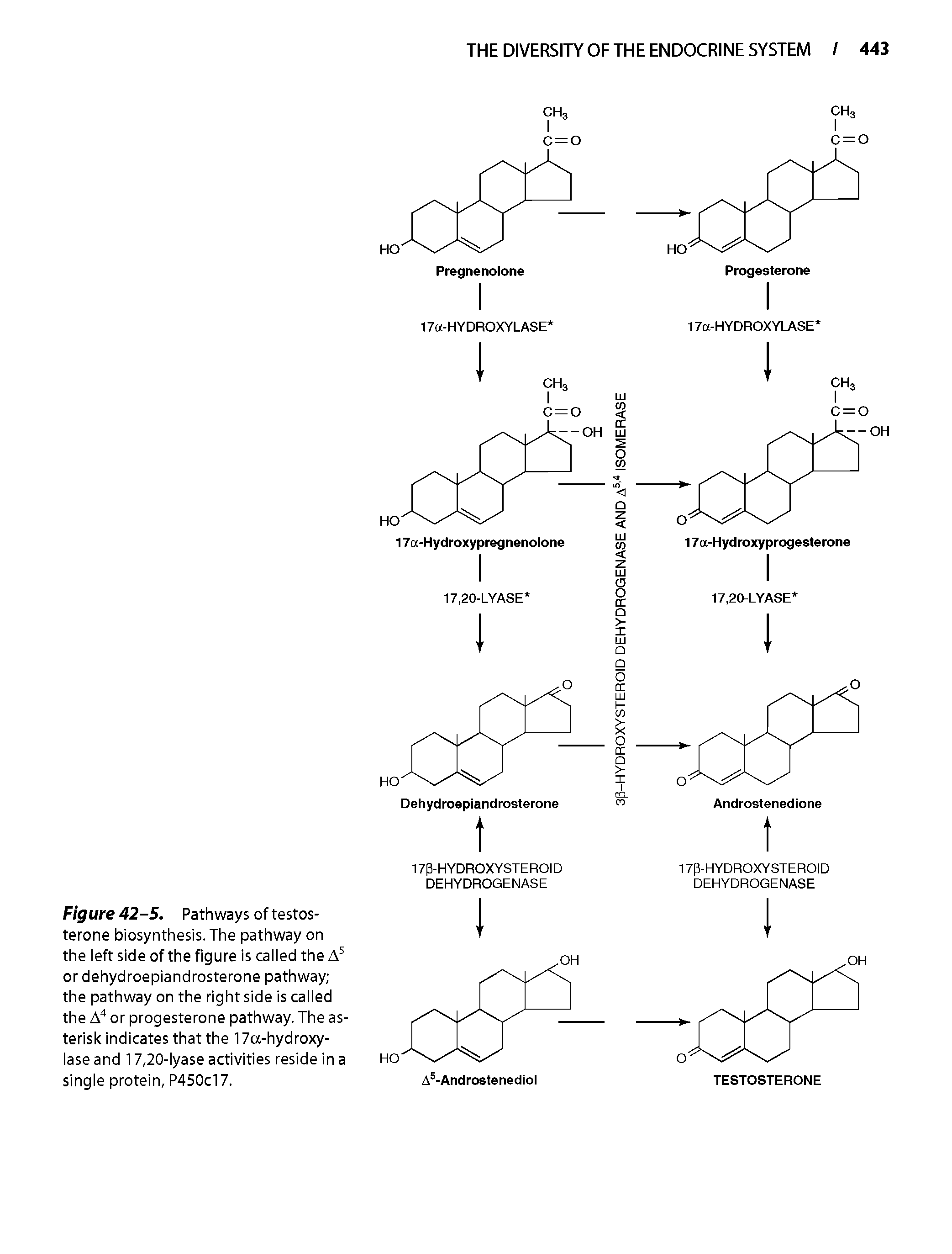 Figure 42-5. Pathways of testosterone biosynthesis. The pathway on the left side of the figure is called the or dehydroepiandrosterone pathway the pathway on the right side is called the A" or progesterone pathway. The asterisk indicates that the 17a-hydroxy-lase and 17,20-lyase activities reside in a single protein, P450cl7.
