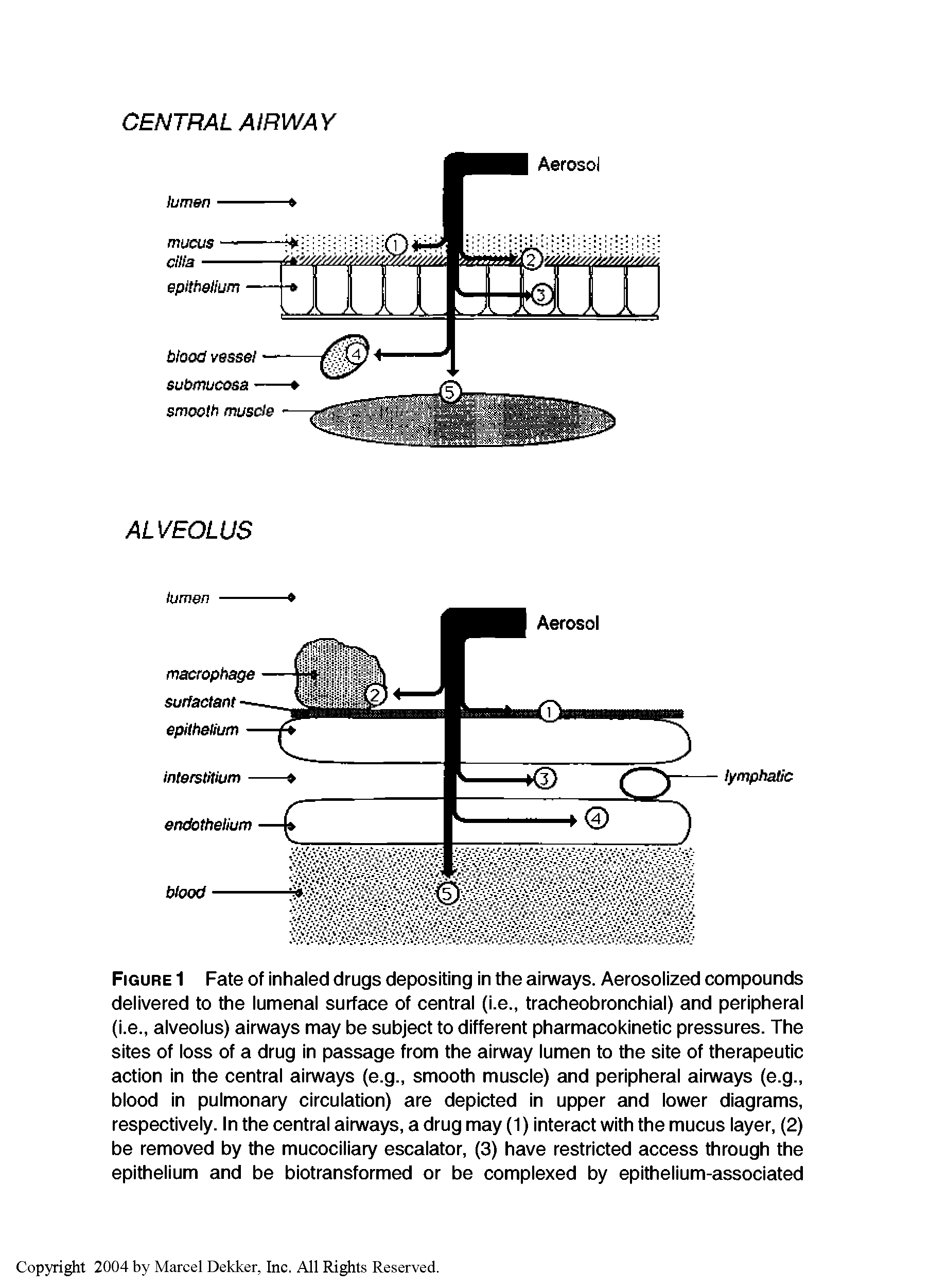Figure 1 Fate of inhaled drugs depositing in the airways. Aerosolized compounds delivered to the lumenal surface of central (i.e., tracheobronchial) and peripheral (i.e., alveolus) airways may be subject to different pharmacokinetic pressures. The sites of loss of a drug in passage from the airway lumen to the site of therapeutic action in the central airways (e.g., smooth muscle) and peripheral airways (e.g., blood in pulmonary circulation) are depicted in upper and lower diagrams, respectively. In the central airways, a drug may (1) interact with the mucus layer, (2) be removed by the mucociliary escalator, (3) have restricted access through the epithelium and be biotransformed or be complexed by epithelium-associated...